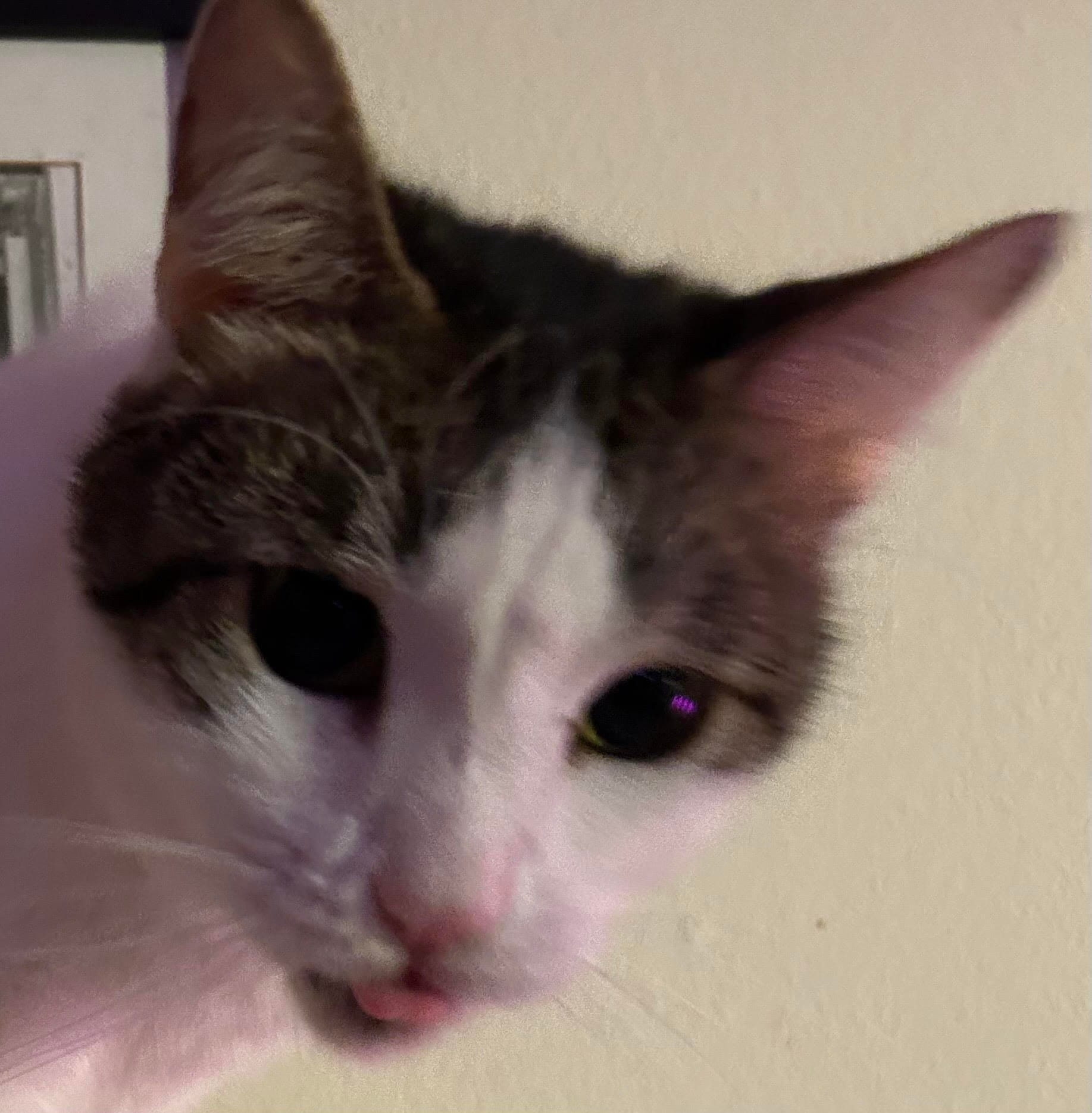 Dirtbag Henry with the tip of his tongue sticking out