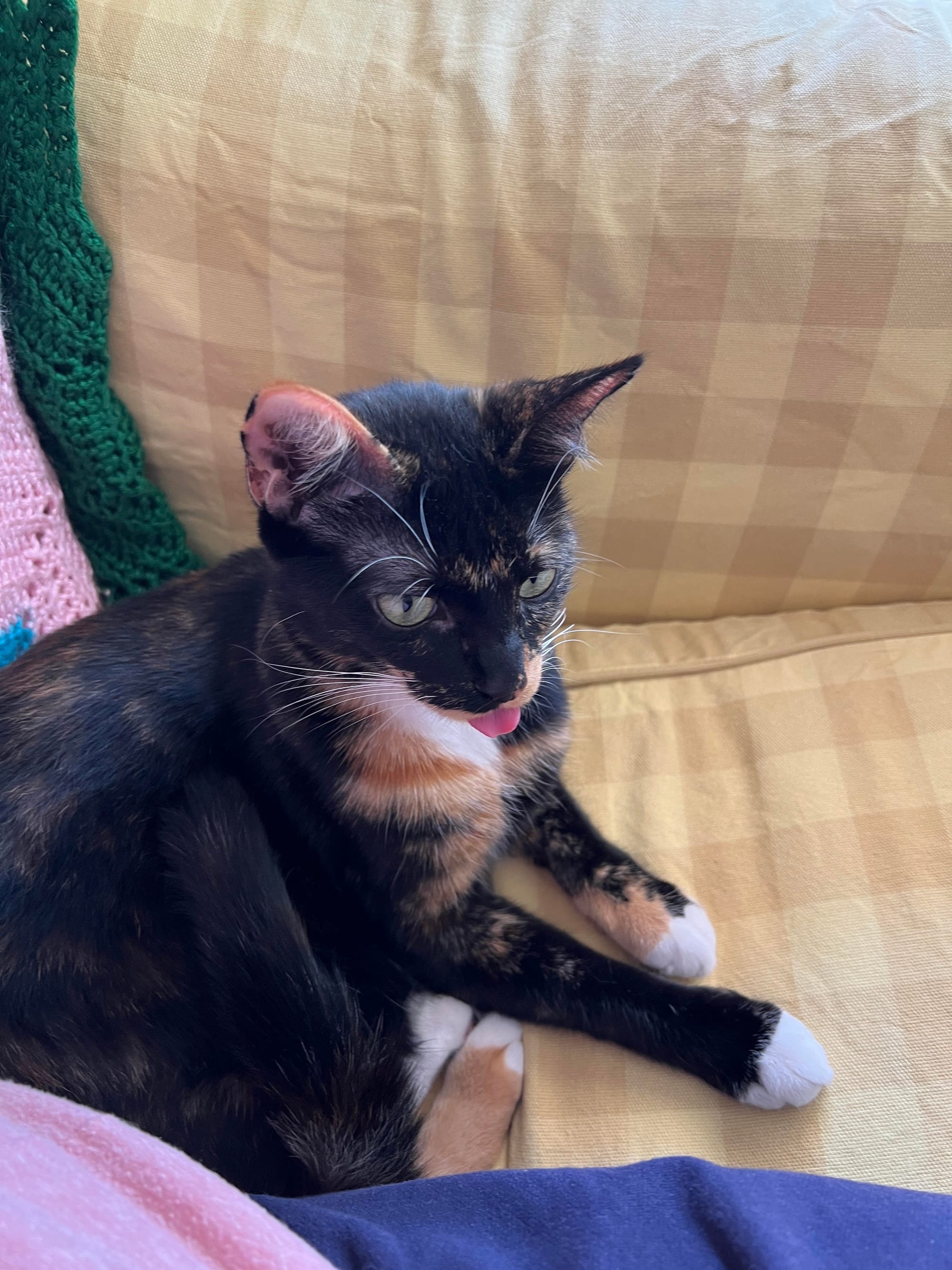 Izzy with the tip of her tongue sticking out &nbsp;