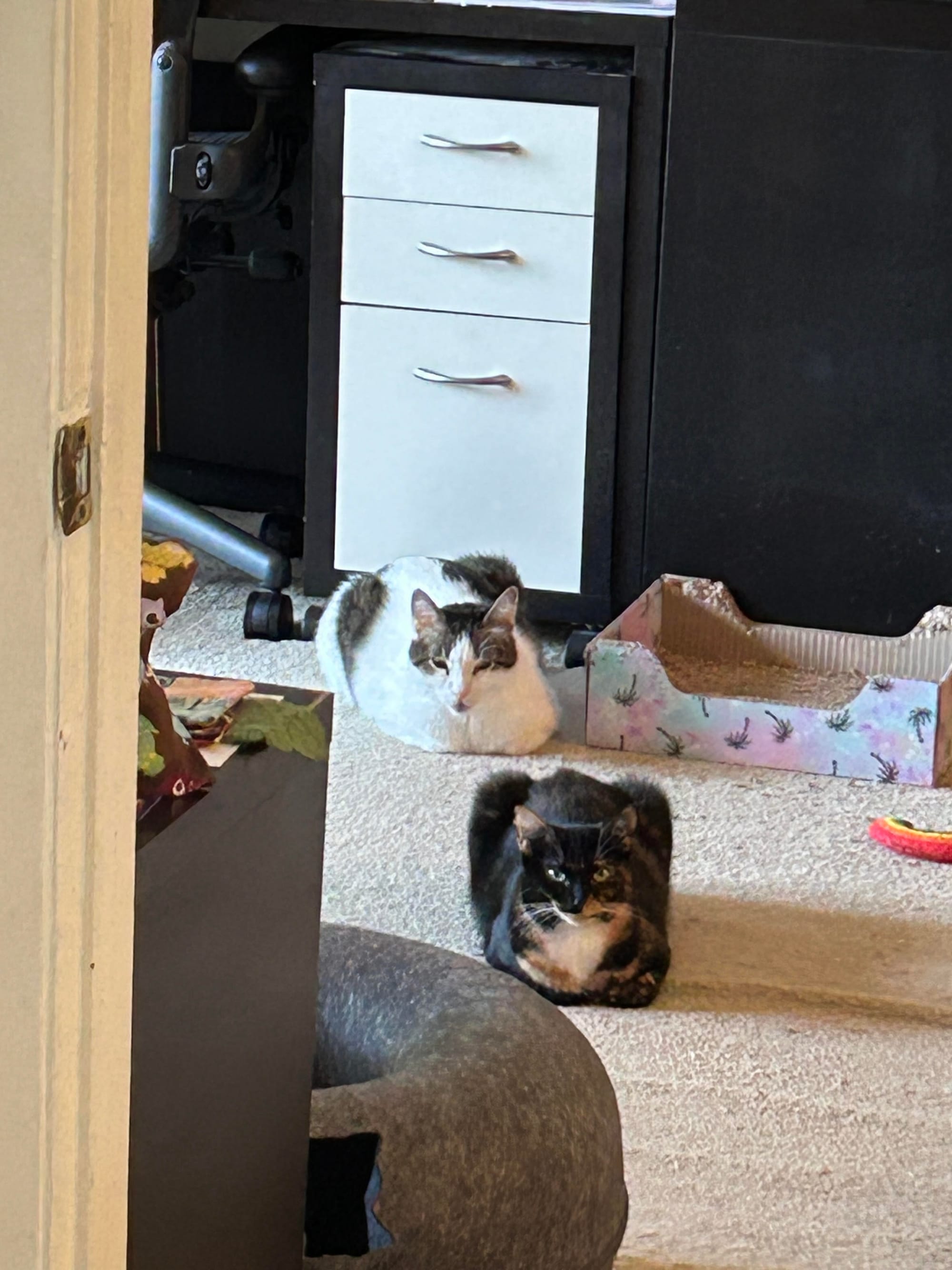 Izzy and Dirtbag Henry loafing… in a line pointing right at us.