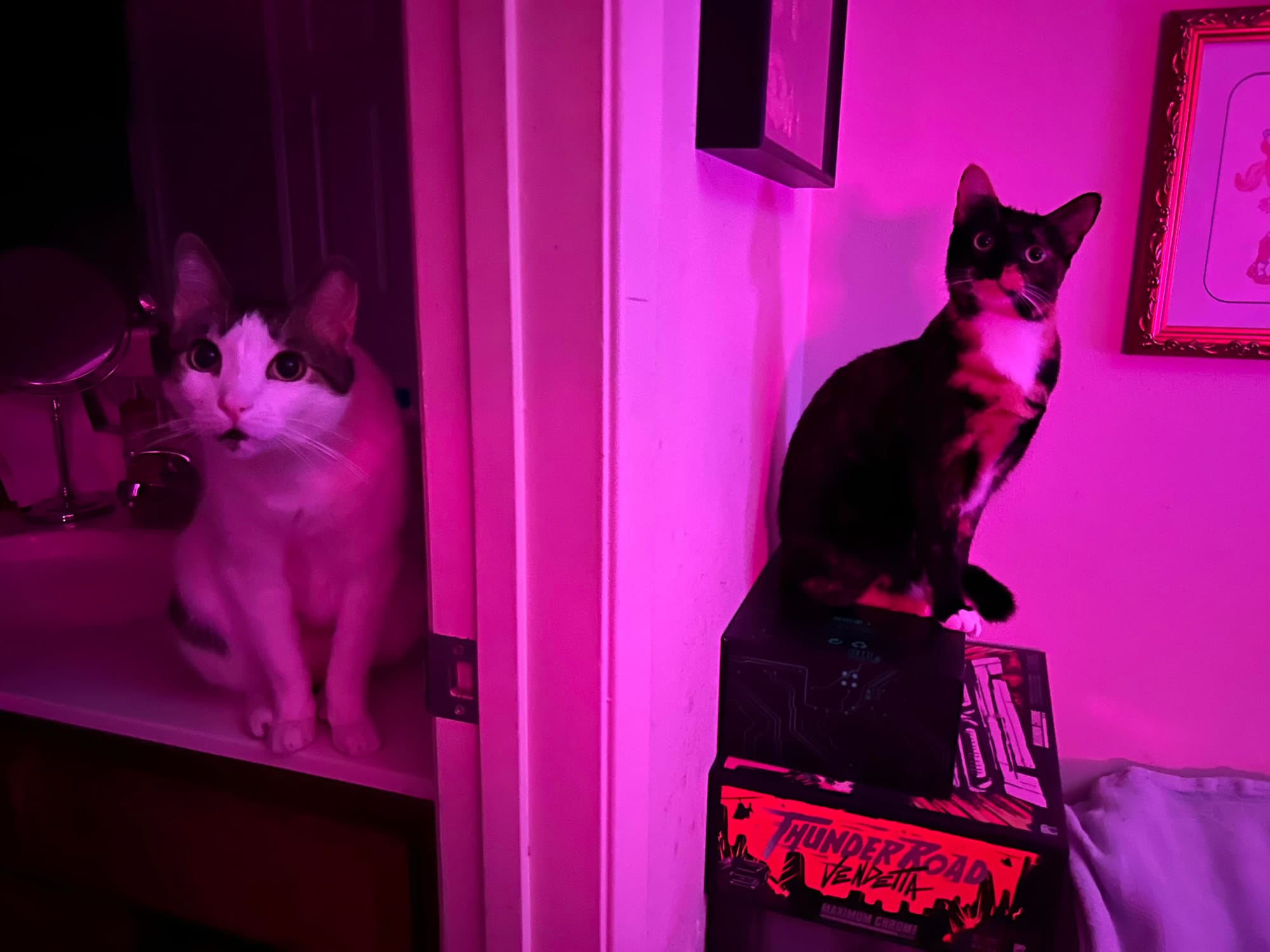 Dirtbag Henry on a bathroom counter and Izzy on a stack of boxes, each on the other side of a wall as seen through an open doorway, the room is bathed in pink light