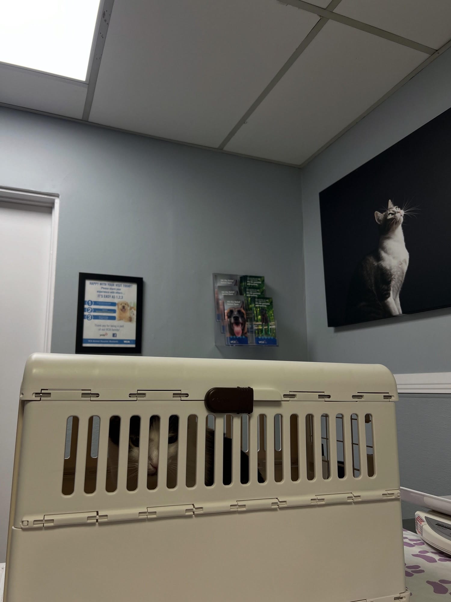 Dirtbag Henry in a cat carrier inside a vet’s office