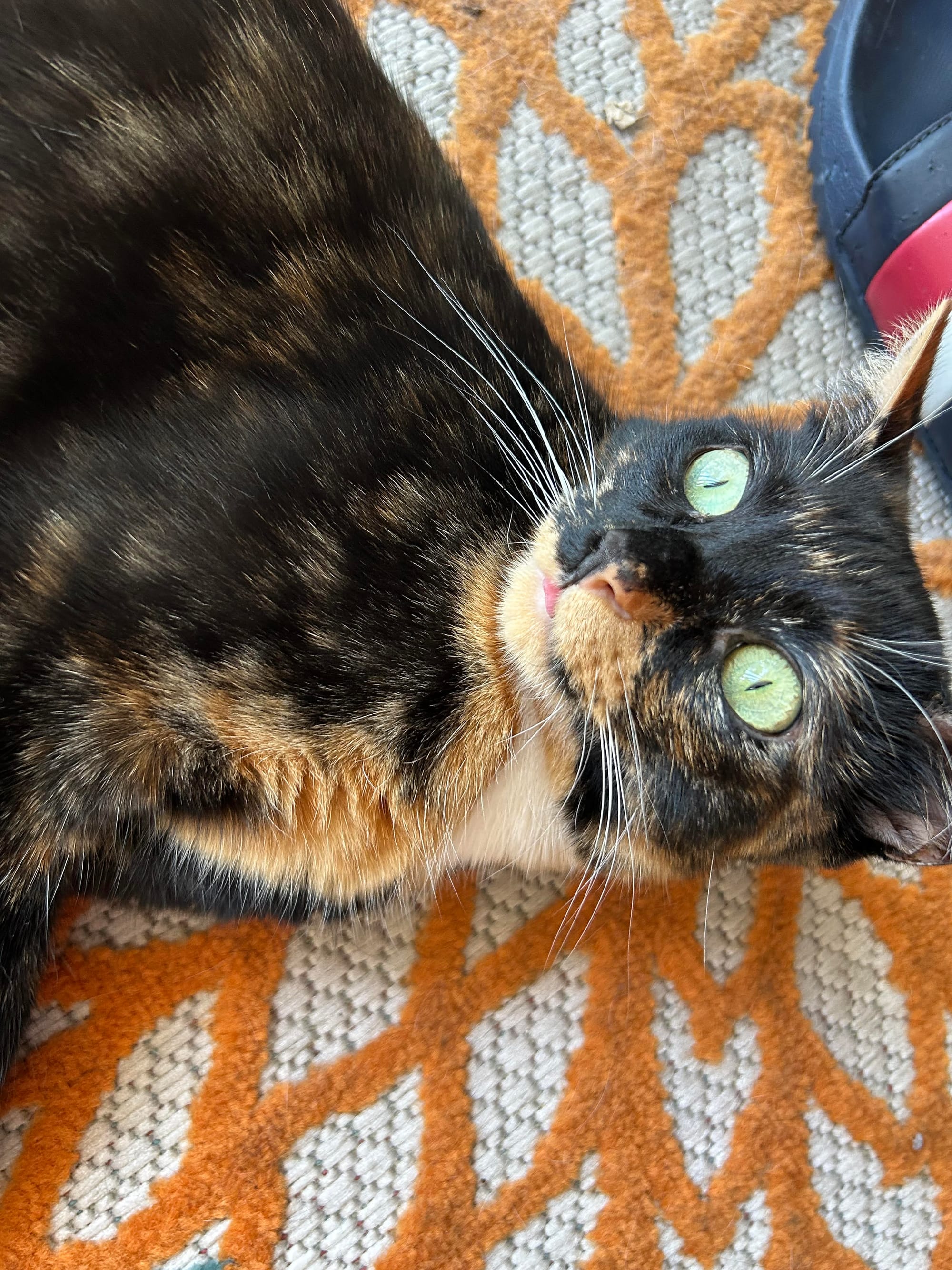 Izzy lying on the floor with big green eyes and a tiny little bit of her tongue sticking out in a blep