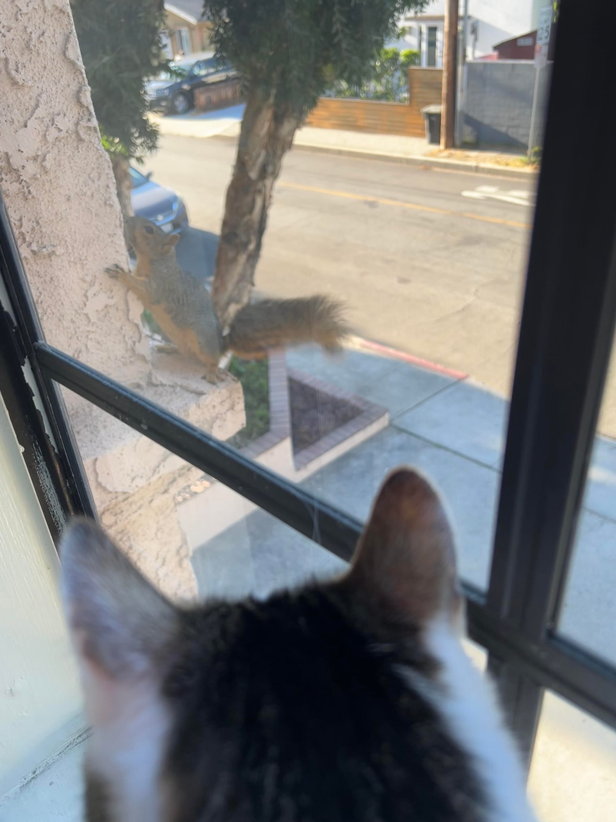 The back of Henry’s head as he looks out the window at a squirrel.