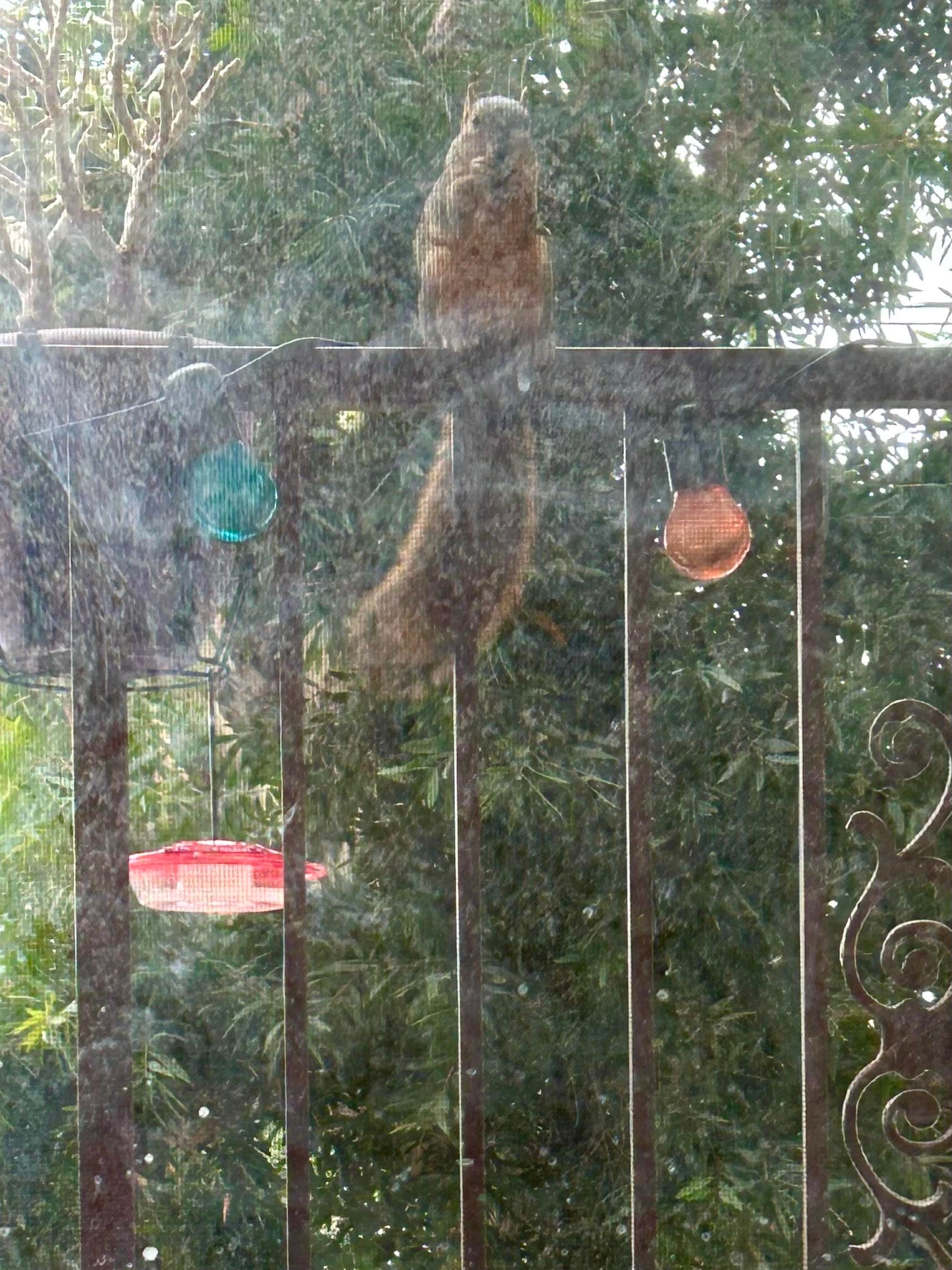 A squirrel sitting on our balcony railing, look in at us through our dirty balcony window