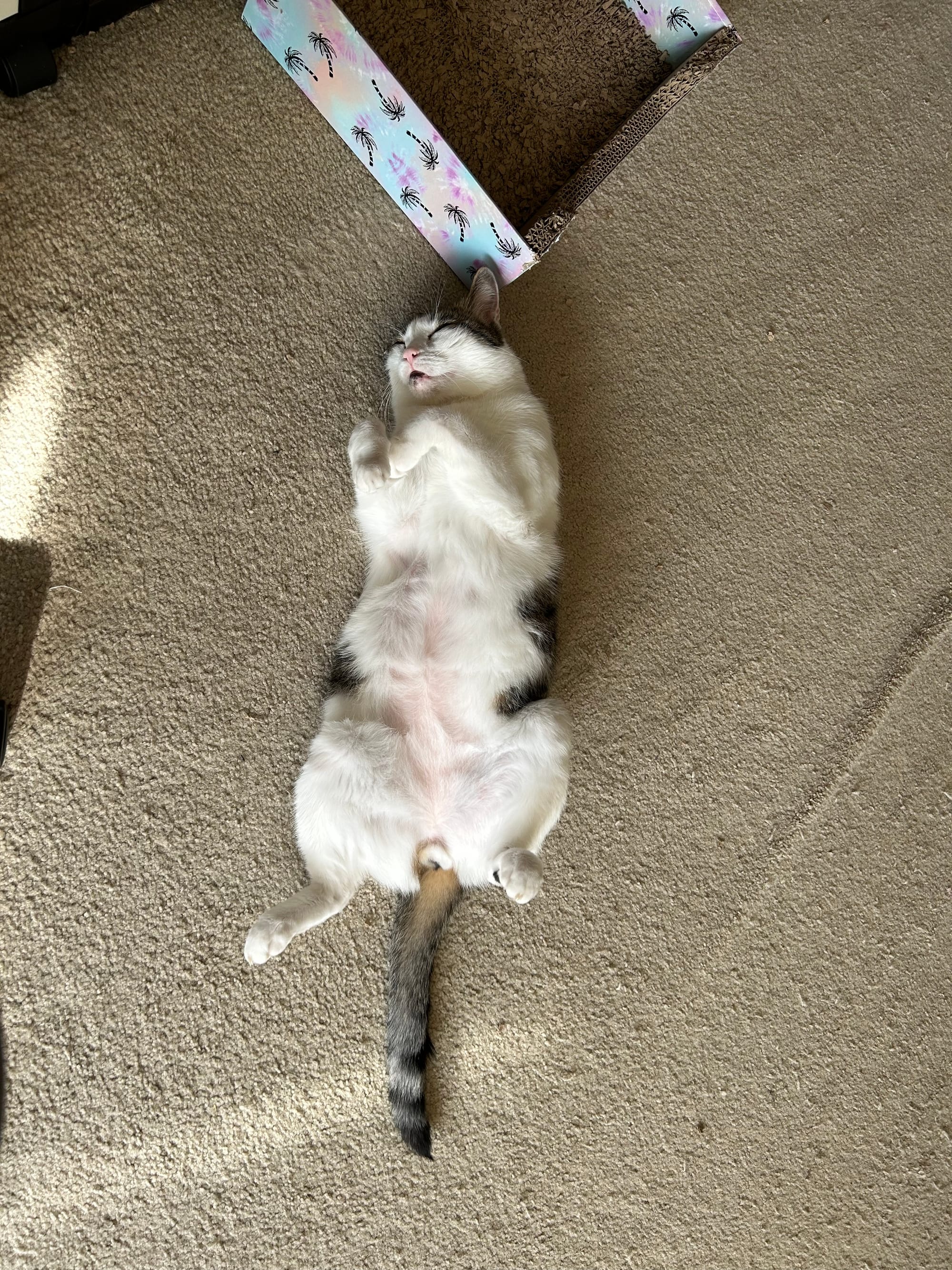 Henry, lying on his back on the floor, back legs spread wide open, as he sleeps