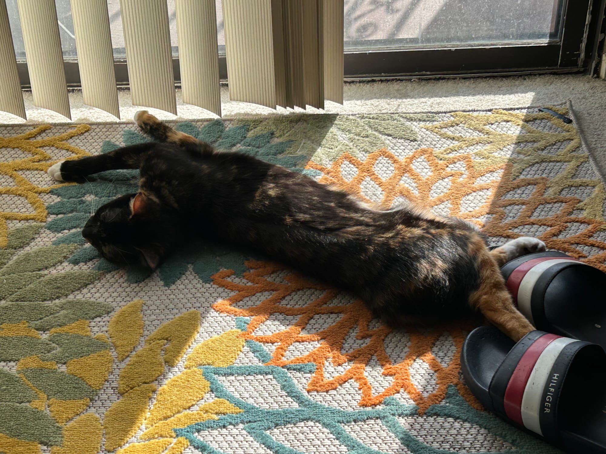 Izzy lying on her side, stretching herself out long, arching her back and head, partially in a sunbeam