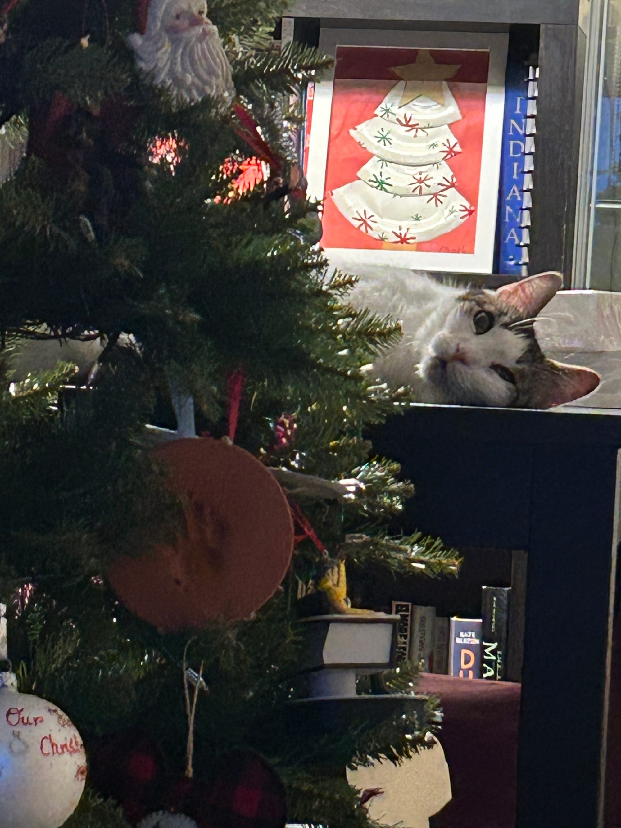 Dirtbag Henry lying on a table behind our tree, looking at the camera like “what? I have done nothing wrong.”