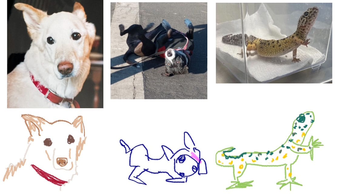 Left, photo of cream and brown dog. Middle, photo of black and white pitbull mix dog on her back. Right, photo of a gecko. Underneath each image is a crude hand drawing of the same animal.