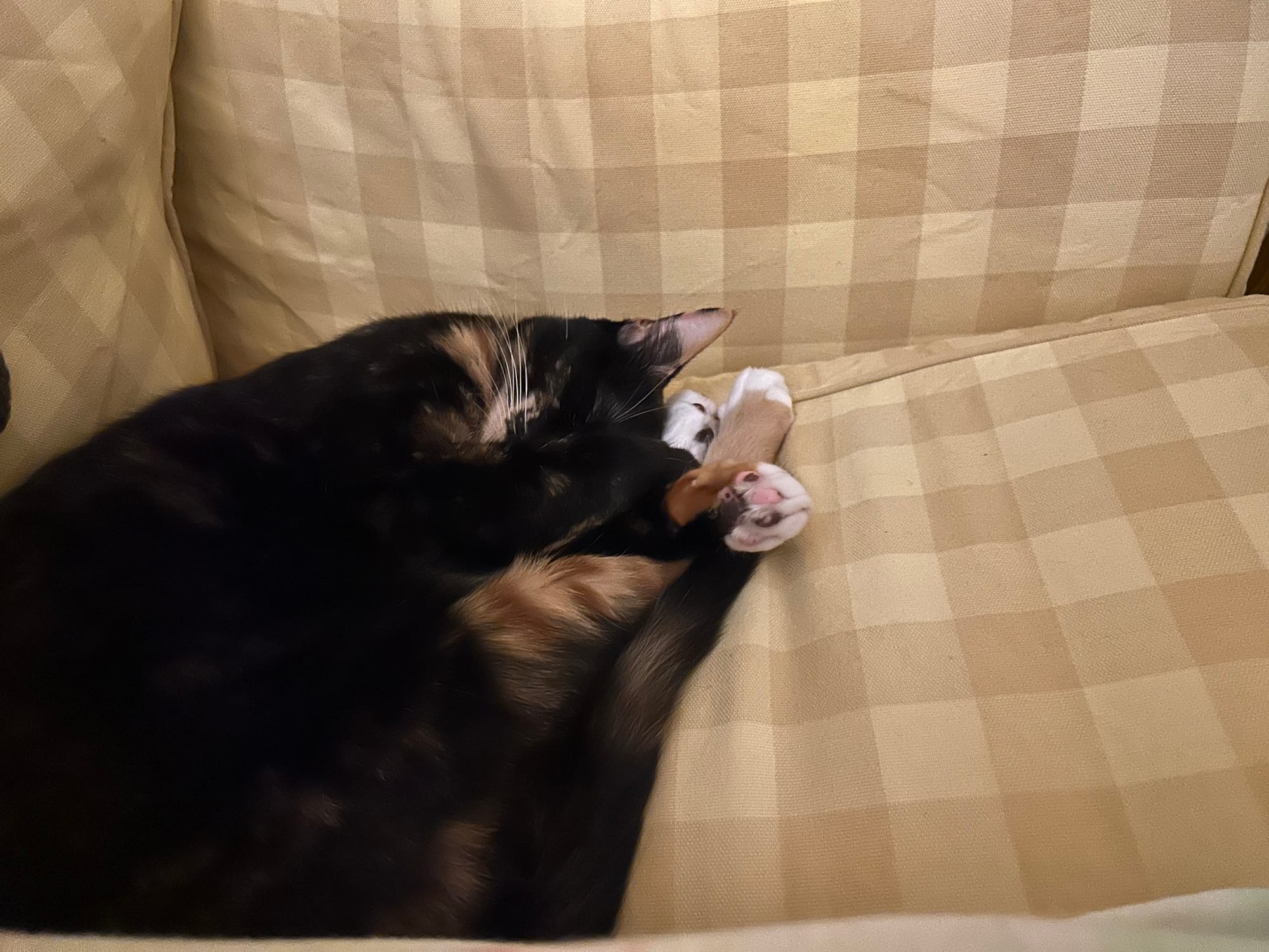 Izzy sleeping, with one front paw in the air, resting on a back paw.