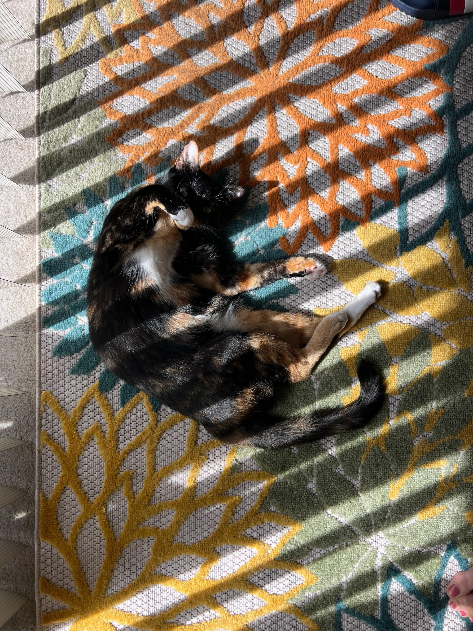 Izzy lying on her back in the sun, with the shadows of vertical blinds crossing over her