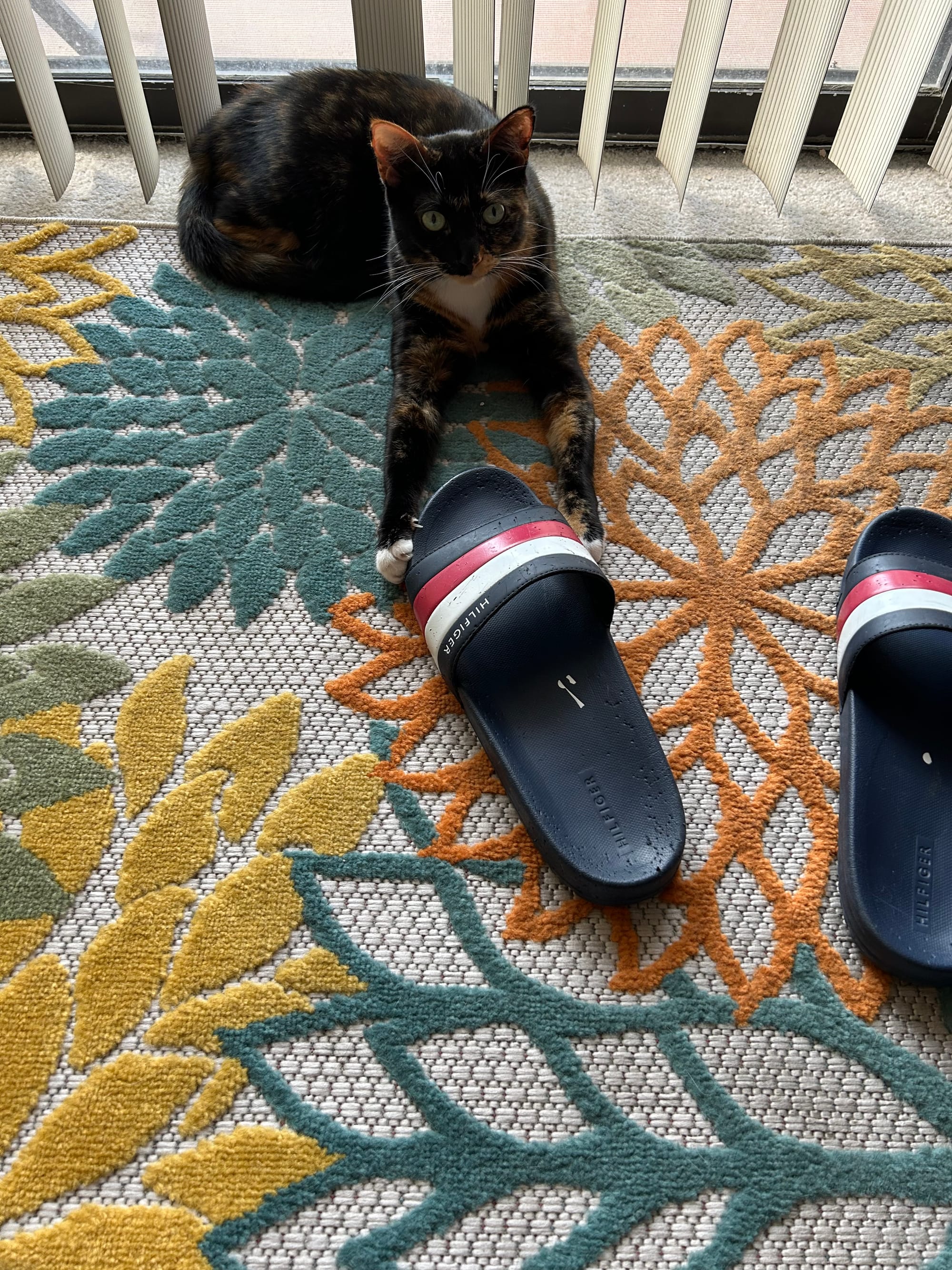 Izzy laying in front of a pair of flip flops and “hugging” it with her paws
