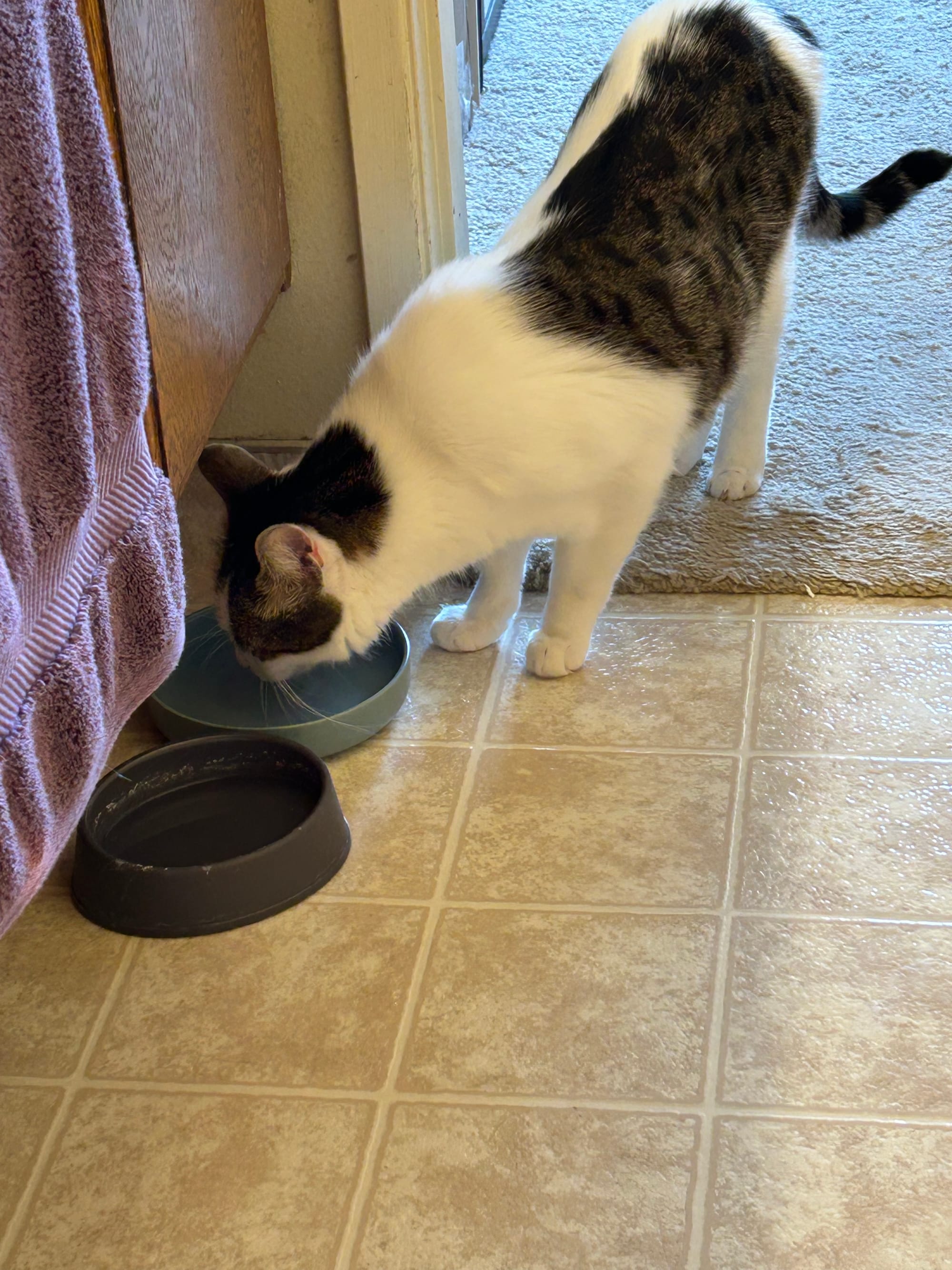 Henry drinking out of a water bowl, next to another water bowl