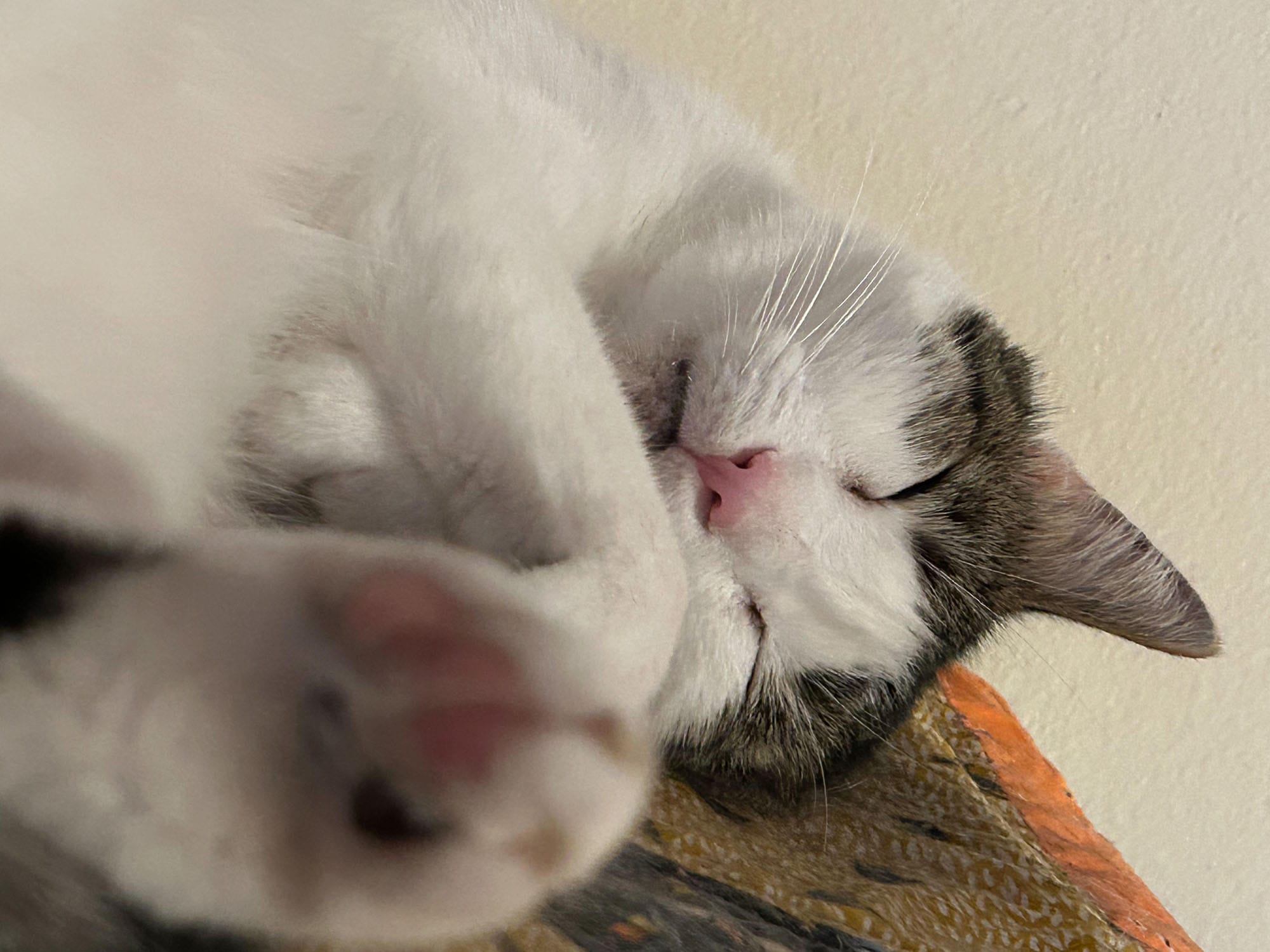 Henry sleeping, one foot and its toes are very near the camera