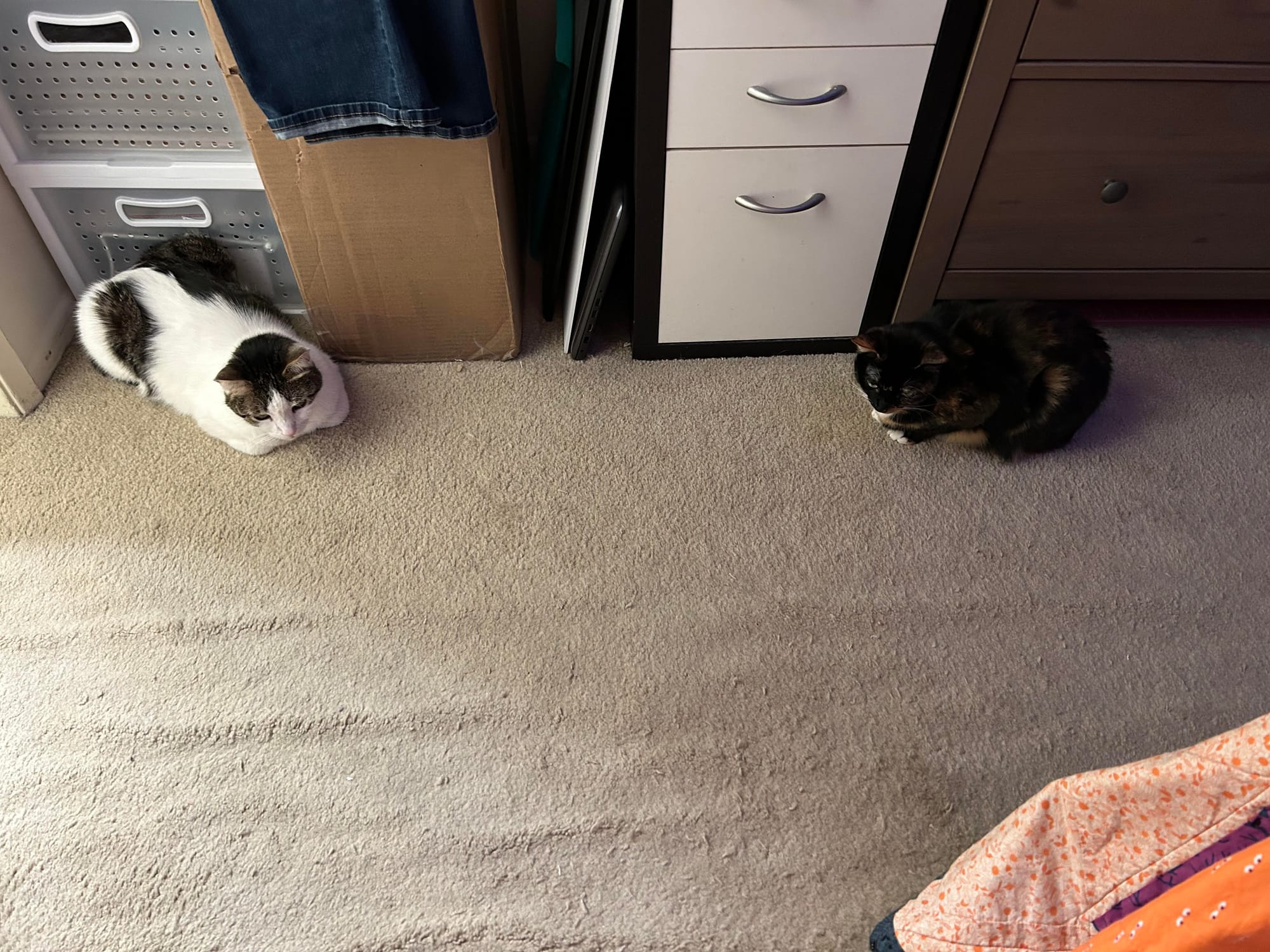 Henry and Izzy loafing as almost mirror images of each other, in front of our boxes and drawers full of comics and books for our ko-fi shop