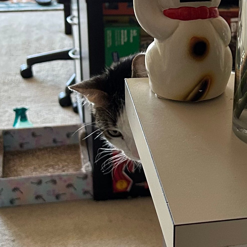 It’s dirtbag henry peeking around that counter, only one eye visible, looking pissed that he’s been caught
