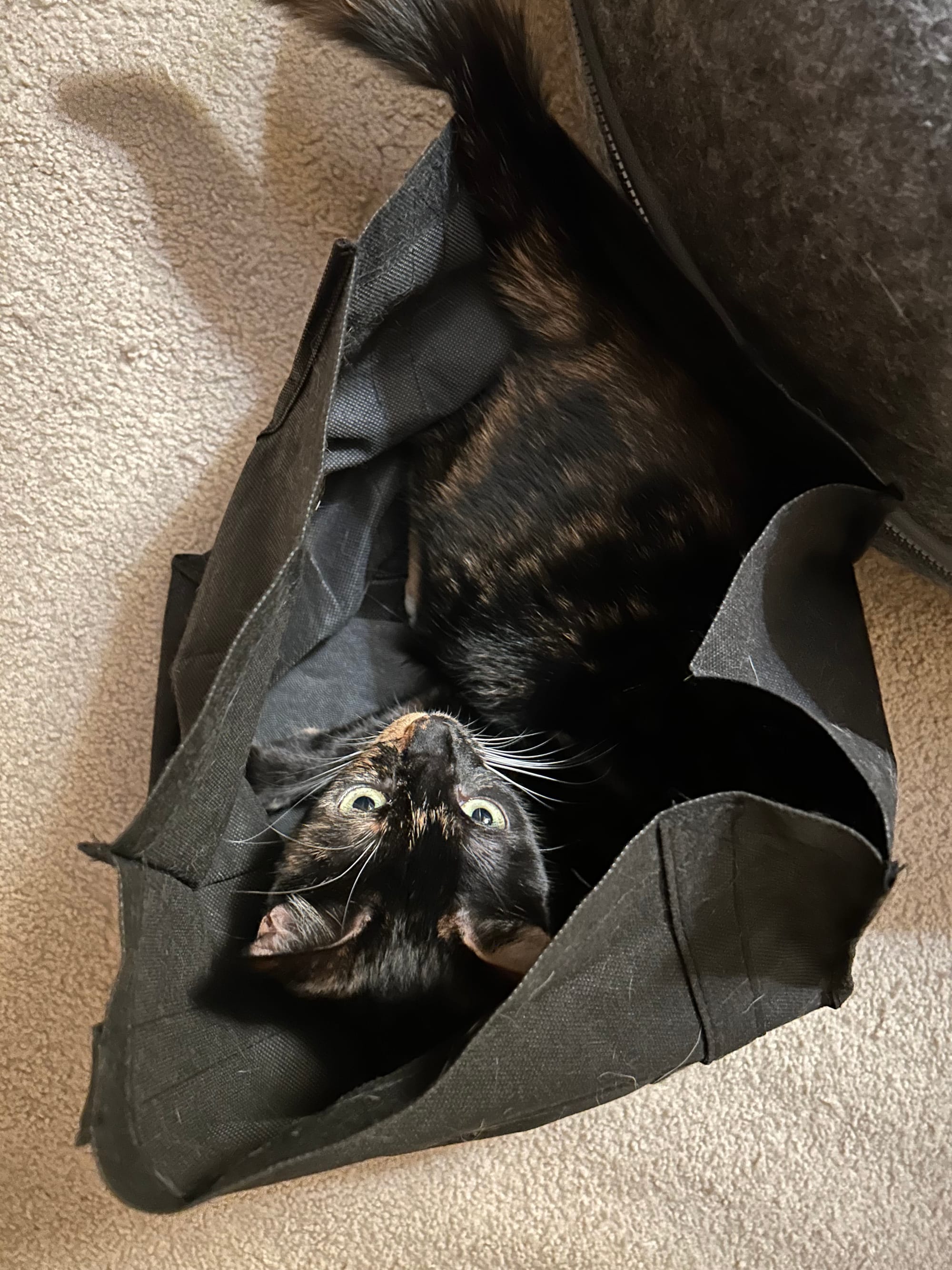 Izzy inside a black bag