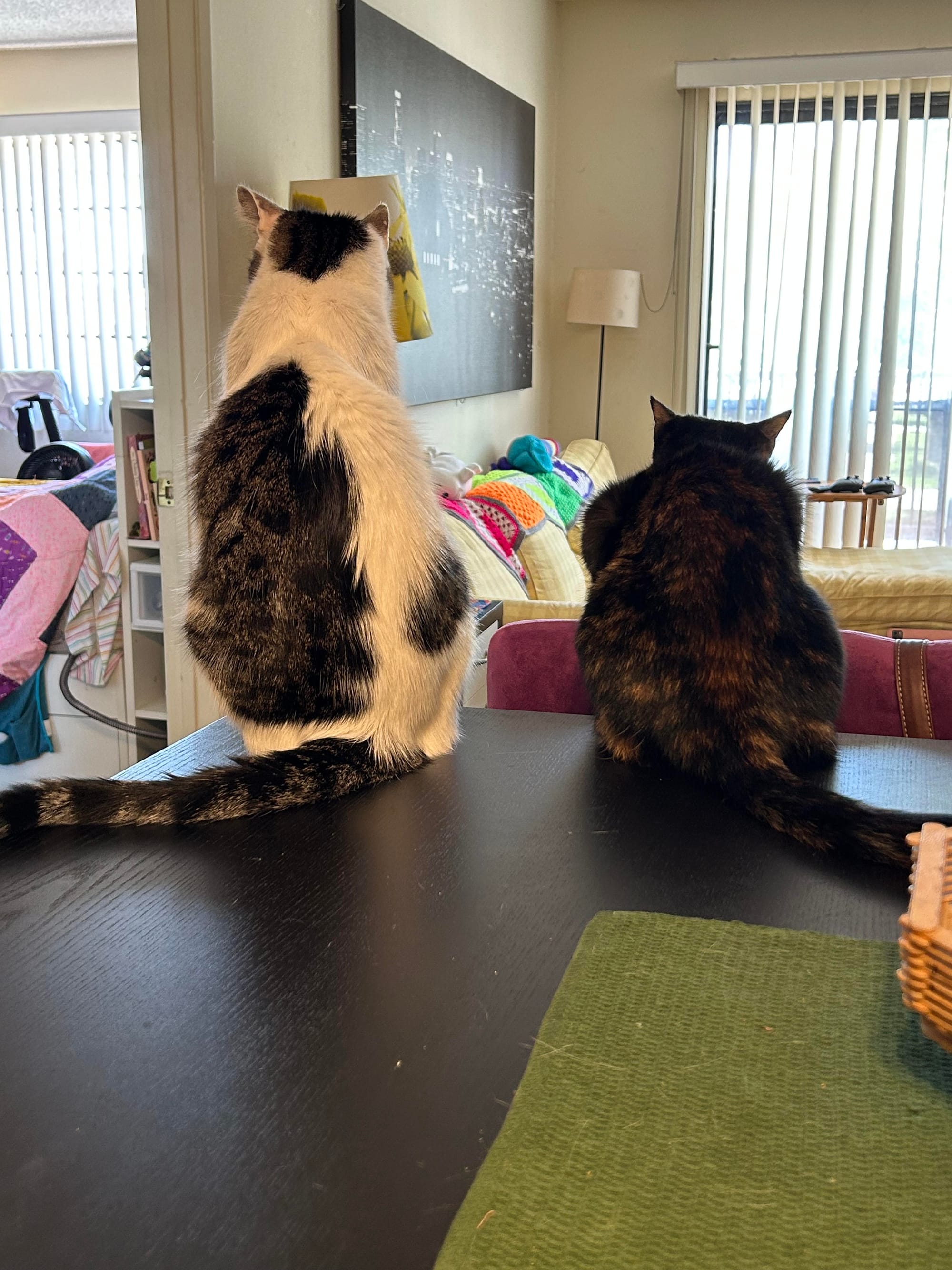 Henry and Izzy sitting on our dining room table, facing away from the camera