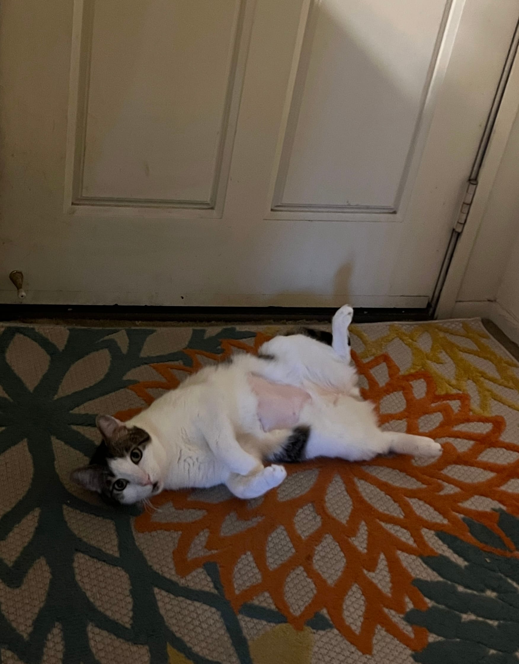 Dirtbag Henry lying on his back in front of our apartment door. A large section of his belly has been shaved.