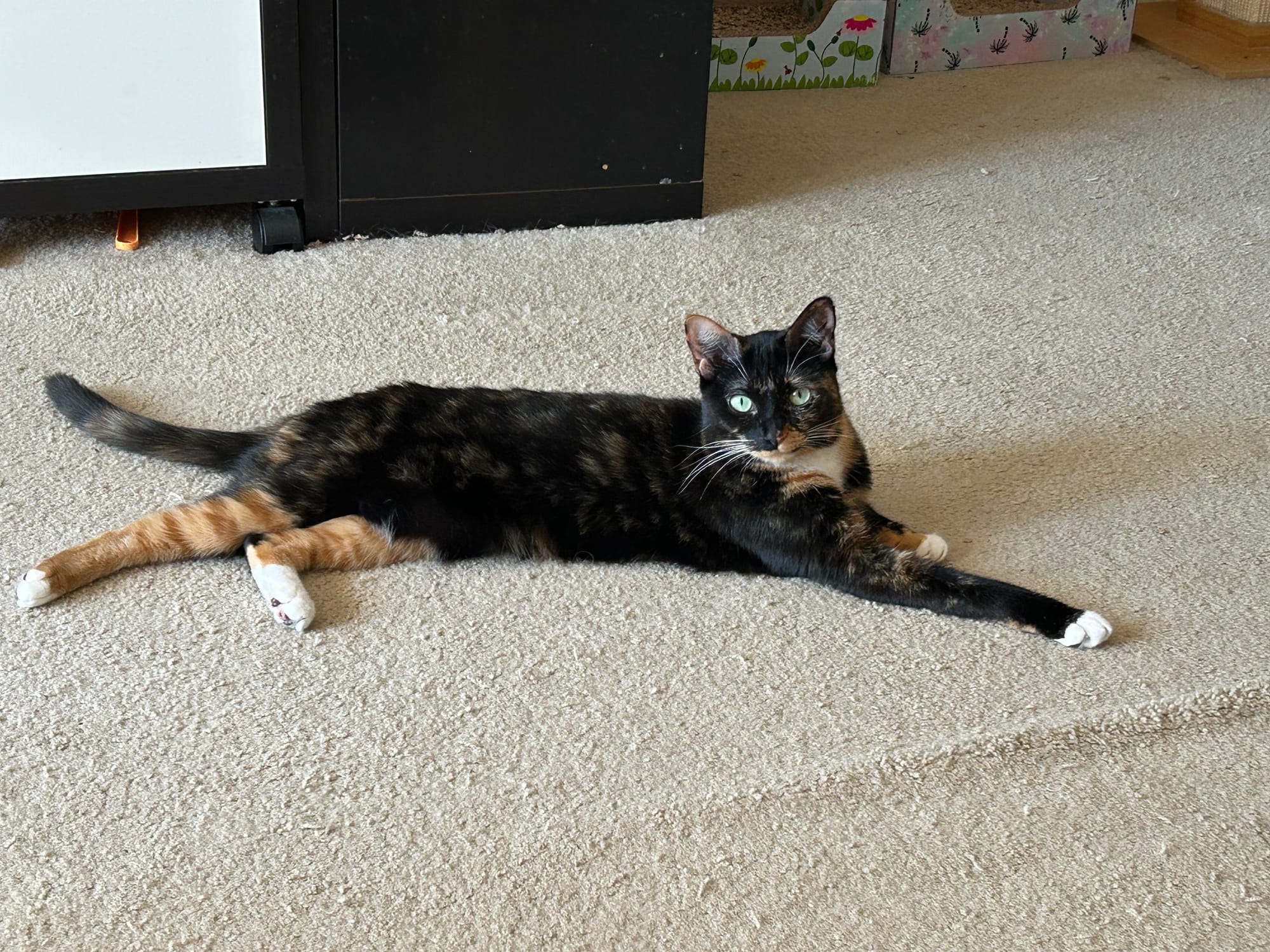 Izzy lying on the floor with all her legs extended
