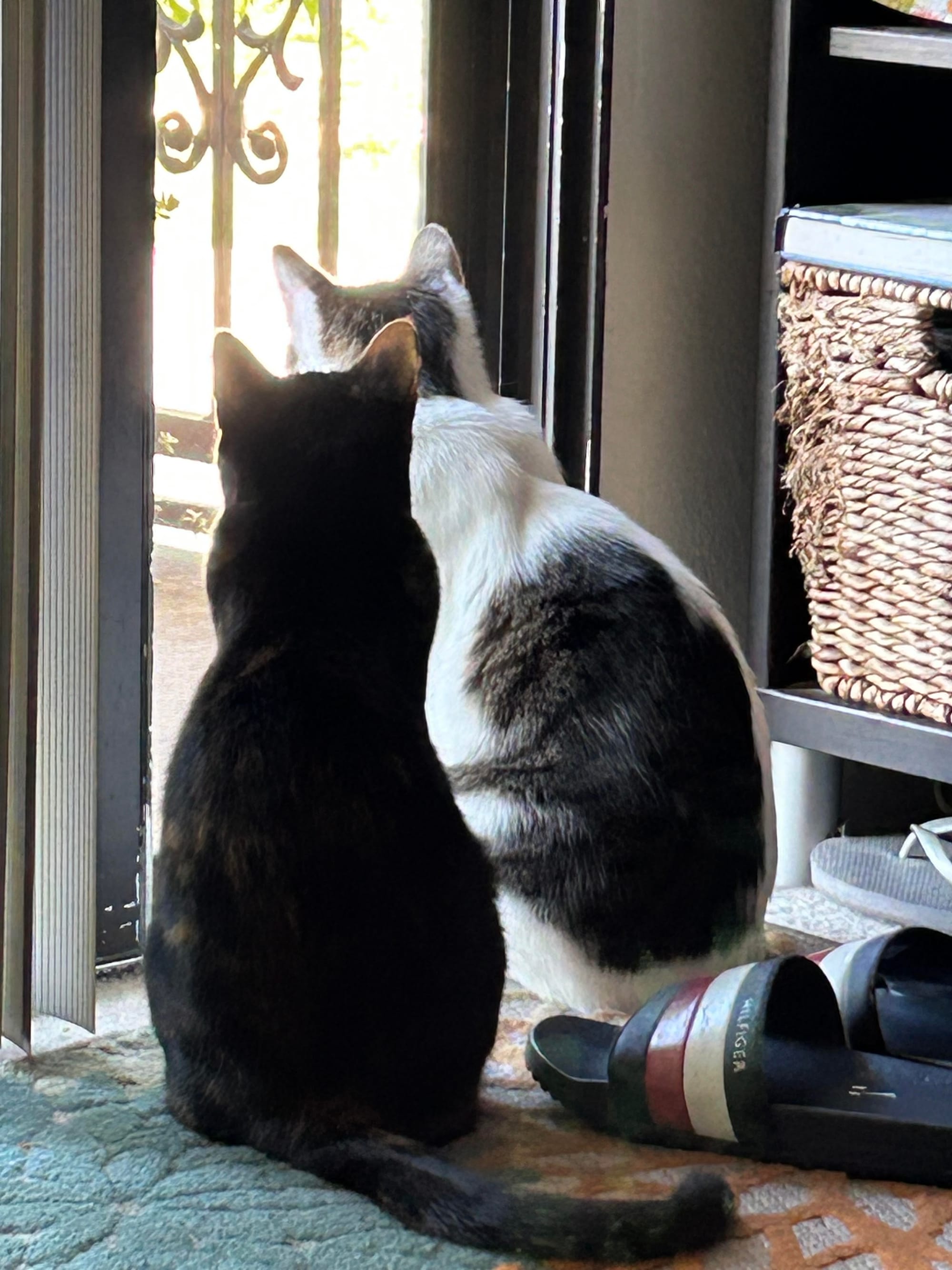 Henry and Izzy sitting next to each other, looking out our open balcony door.