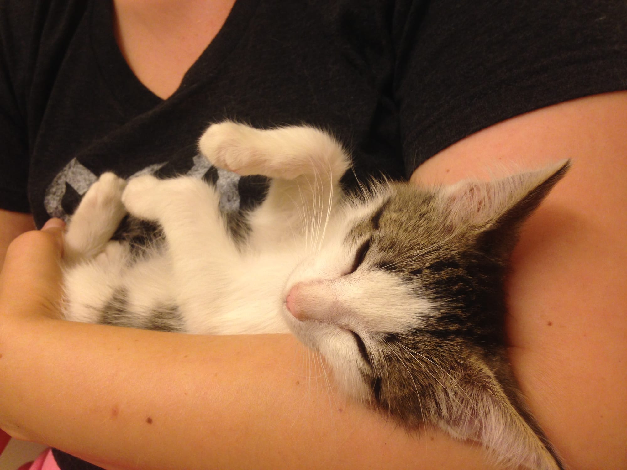 Kitten Dirtbag Henry on his back in Susan’s arms, about to fall asleep