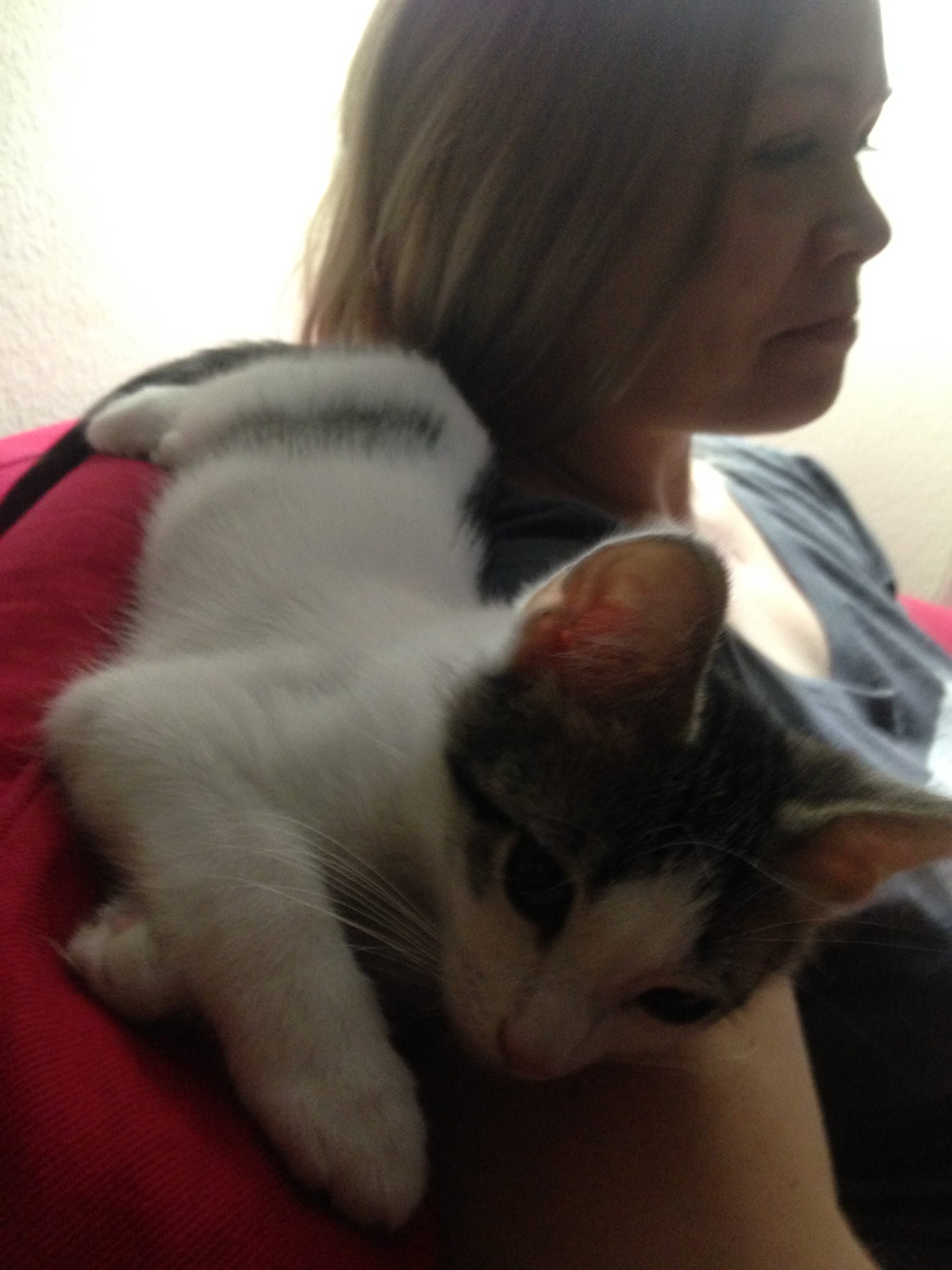 kitten Dirtbag Henry laying half on the back of a sofa and half on Susan’s shoulders