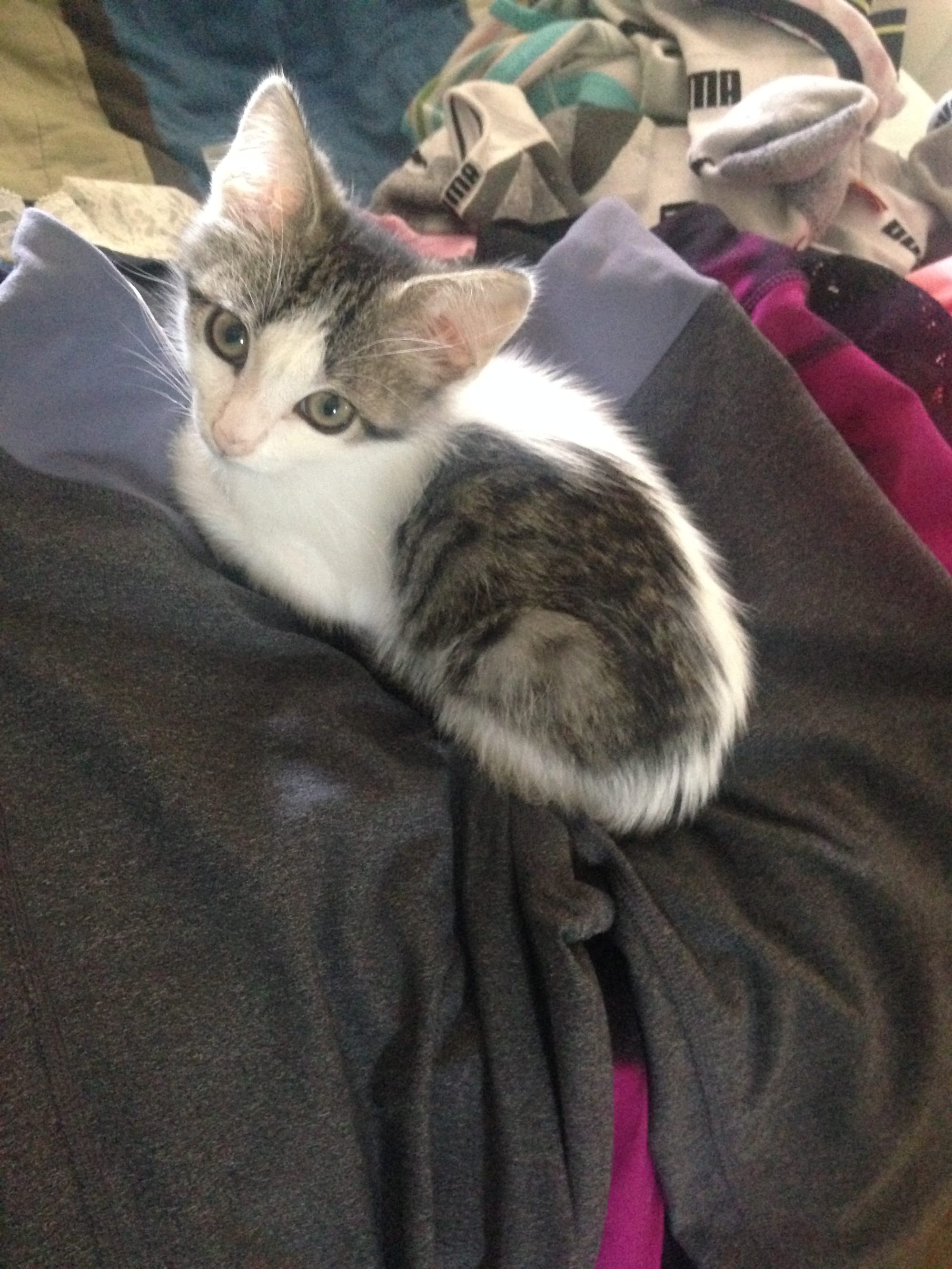 kitten Dirtbag Henry on a pile of laundry with his toes tucked under him