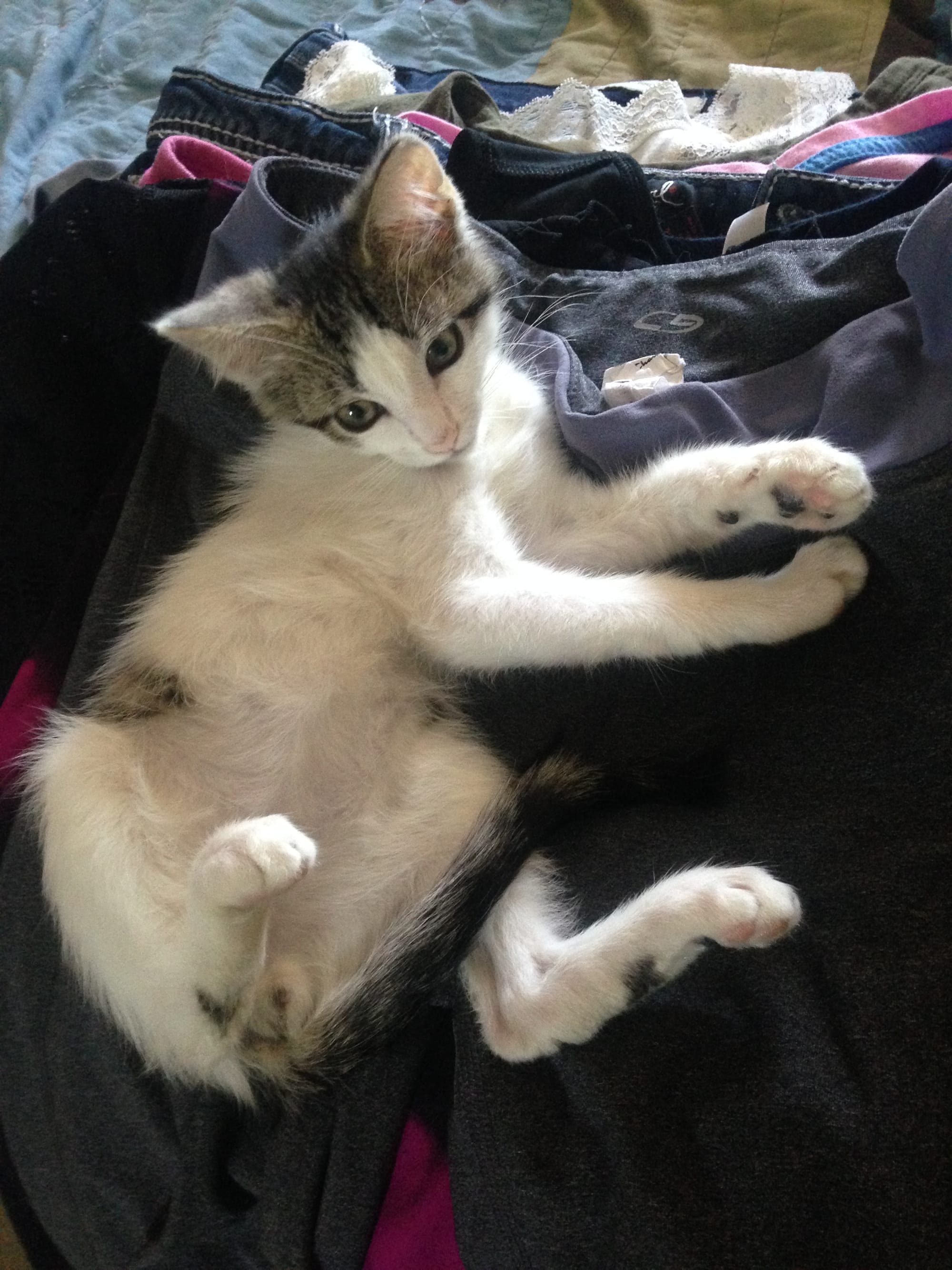 Kitten Dirtbag henry on a pile of laundry