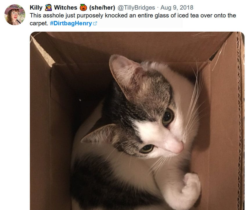 social media post tilly made on Aug 9, 2018 that reads: this asshole just purposely knocked an entire glass of iced tea over onto the carpet, with a photo of Henry looking up from inside a box with zero guilt
