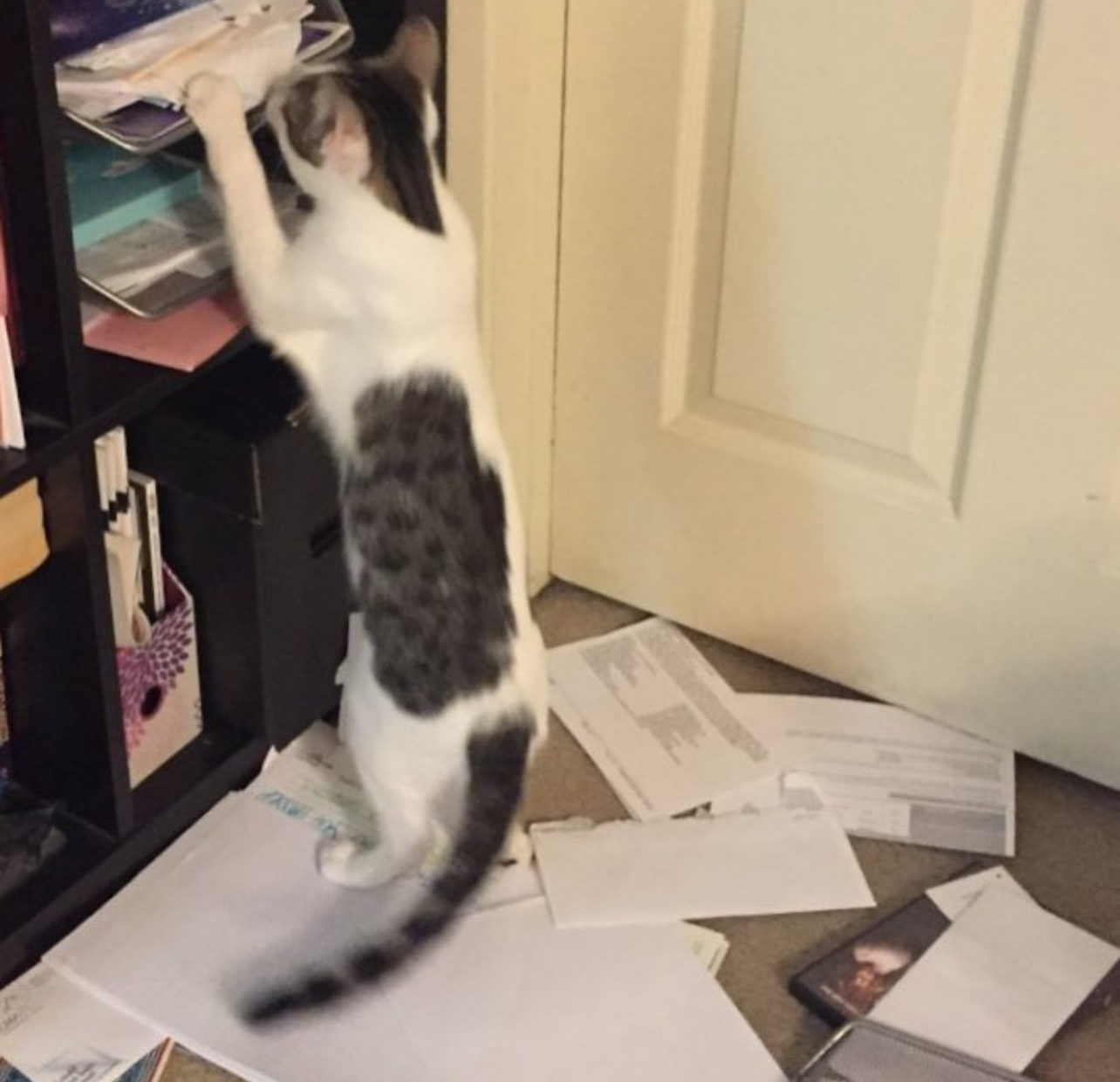 Dirtbag Henry pulling a ton of papers and mail out from a shelf and making a huge mess on the floor