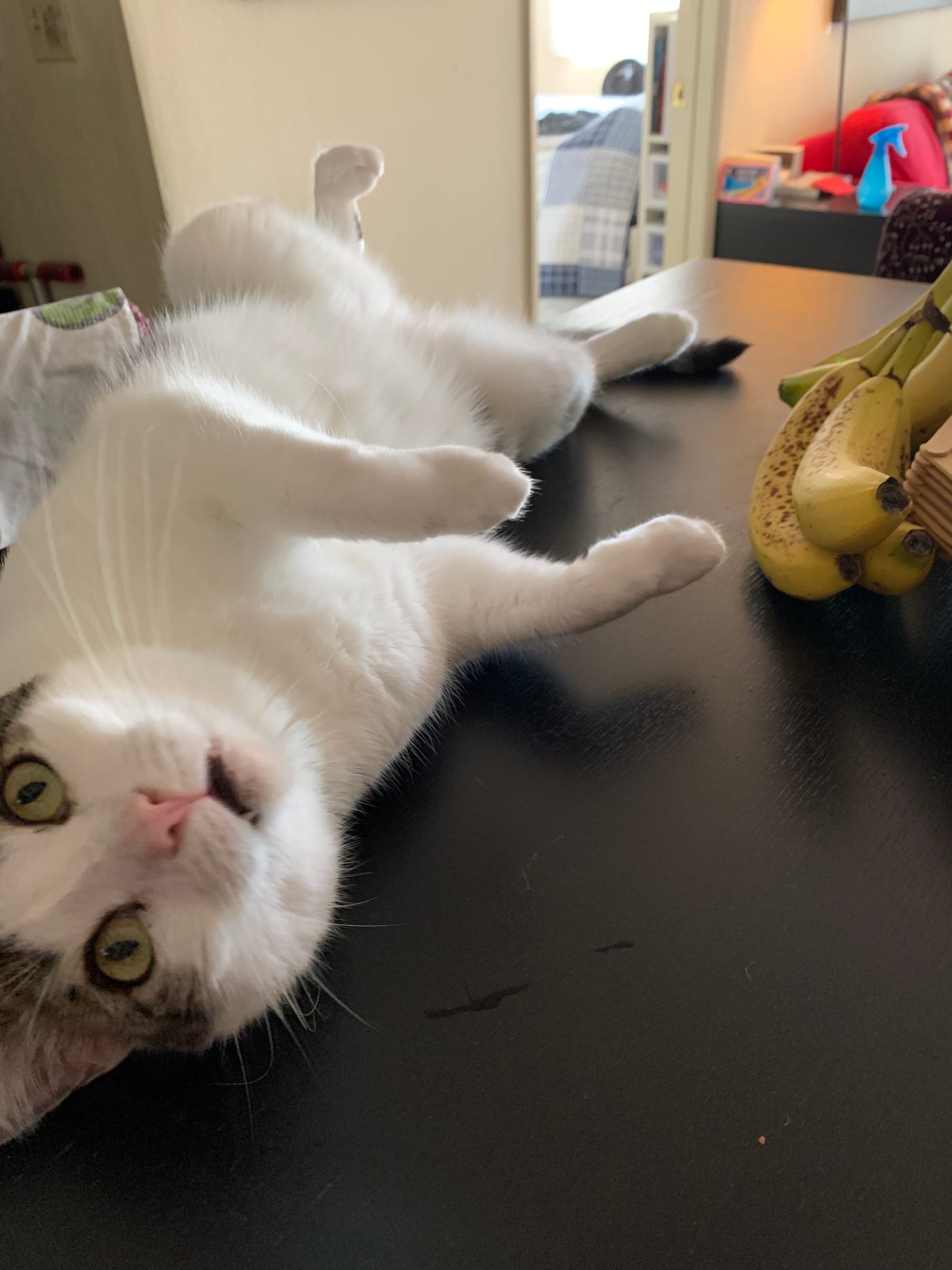 Dirtbag Henry on his back on our dining room table, looking at the camera upside down, legs wide open