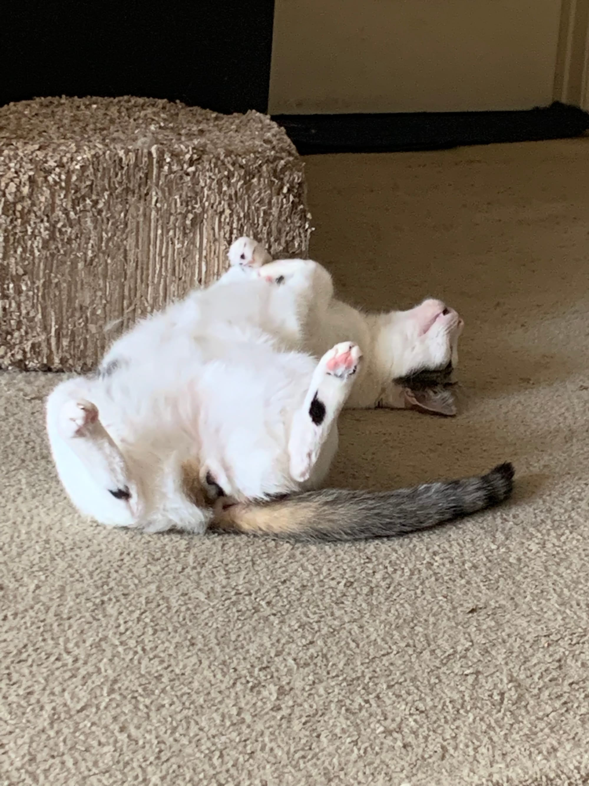 Dirtbag Henry lying on his back with his legs wide open, crotch to the camera