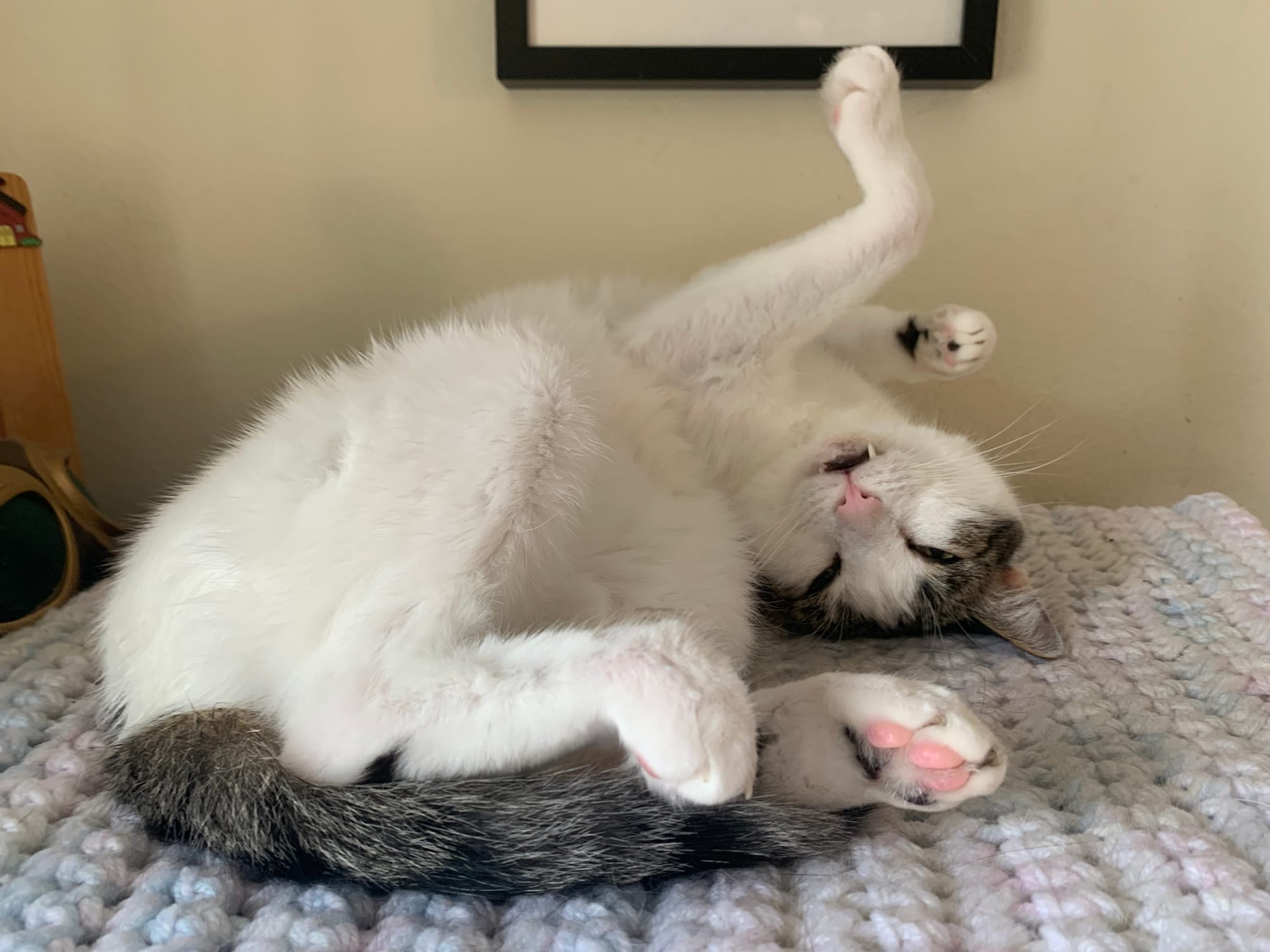 Dirtbag Henry on his back on a blanket, legs in the air at odd angles