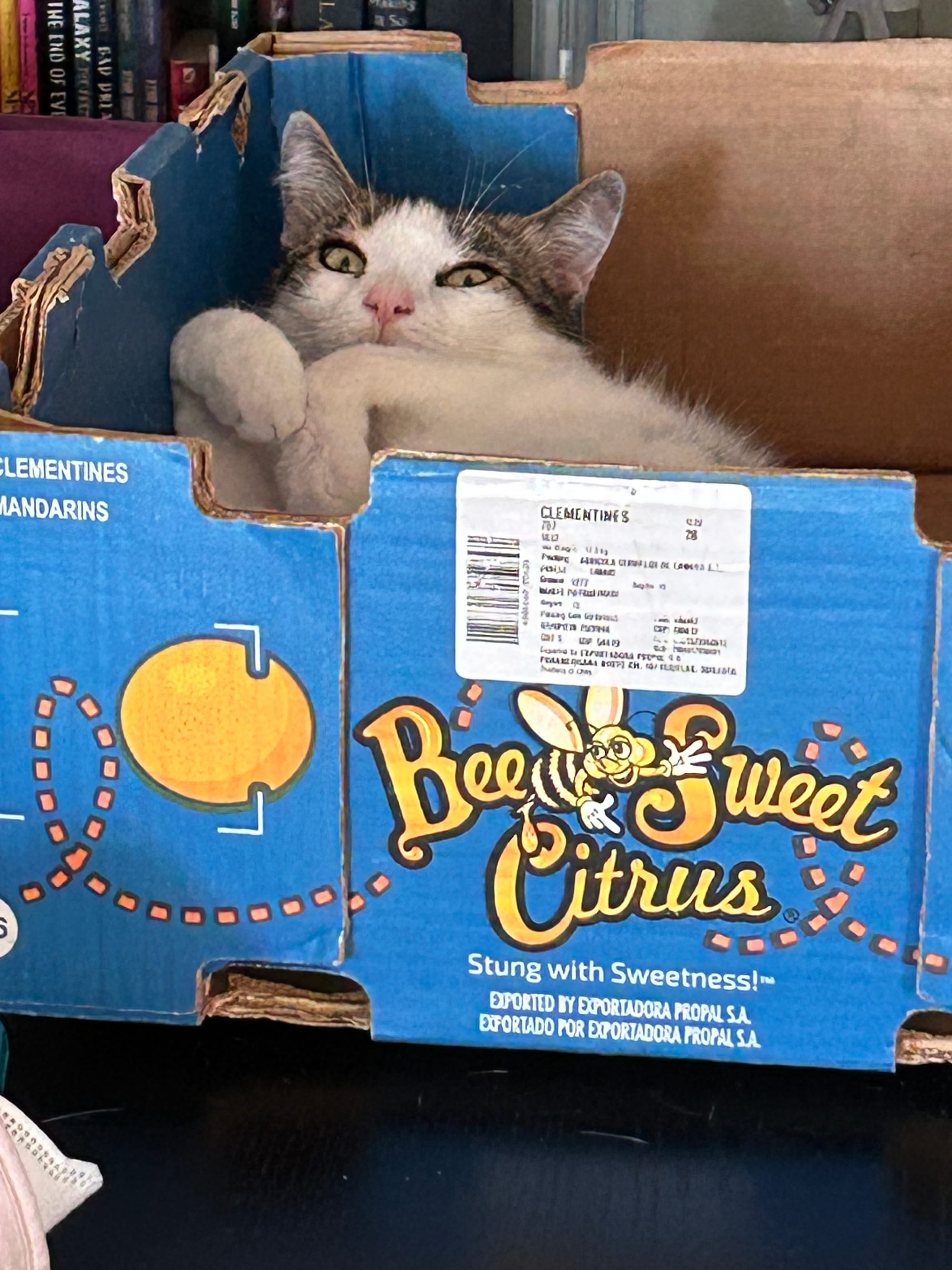 Henry in a blue box that previously held mandarin oranges, looking at the camera like we were invading his private time