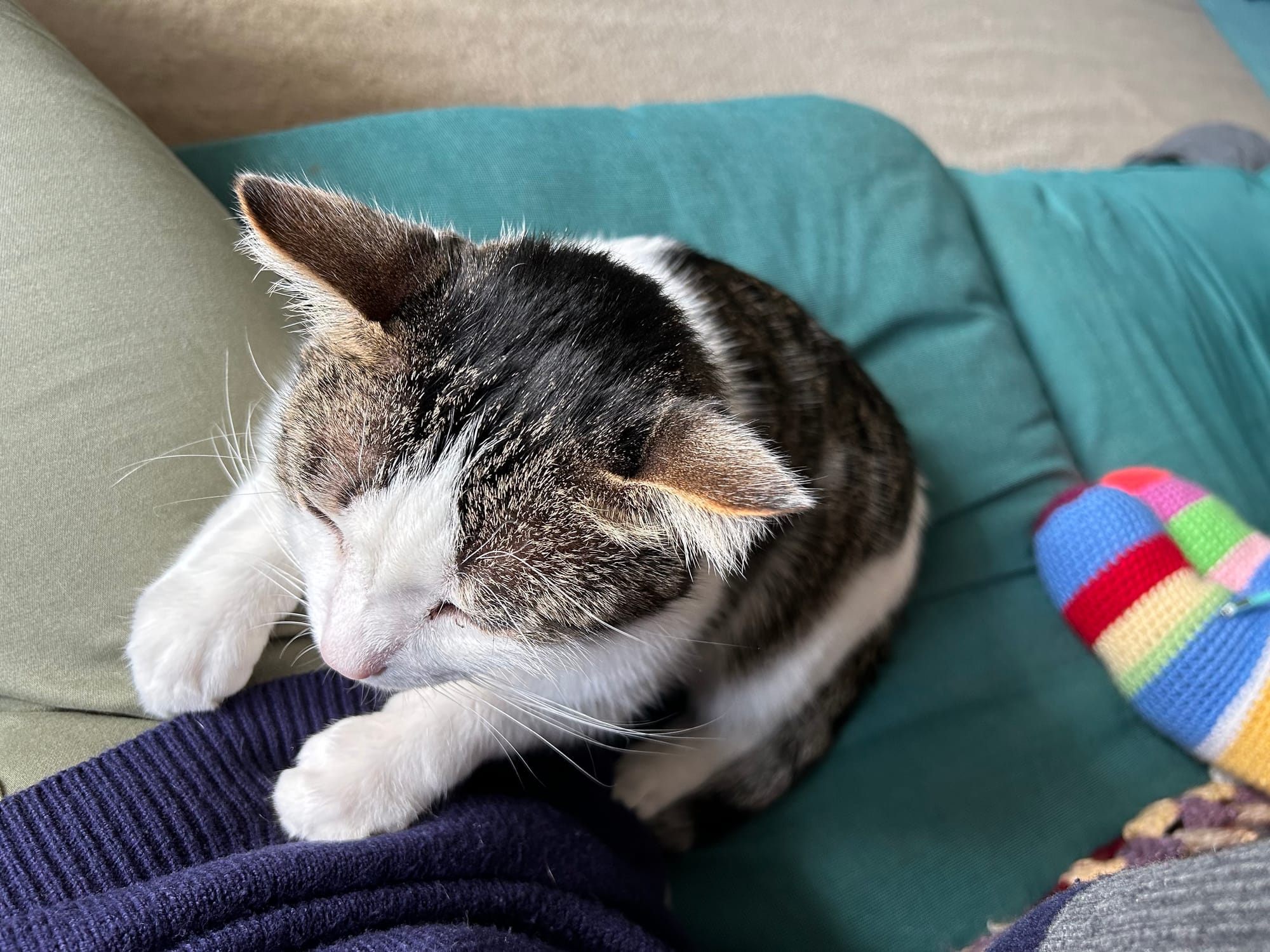 Henry cuddled up next to Tilly, sitting upright with eyes closed, his front paws on her hip