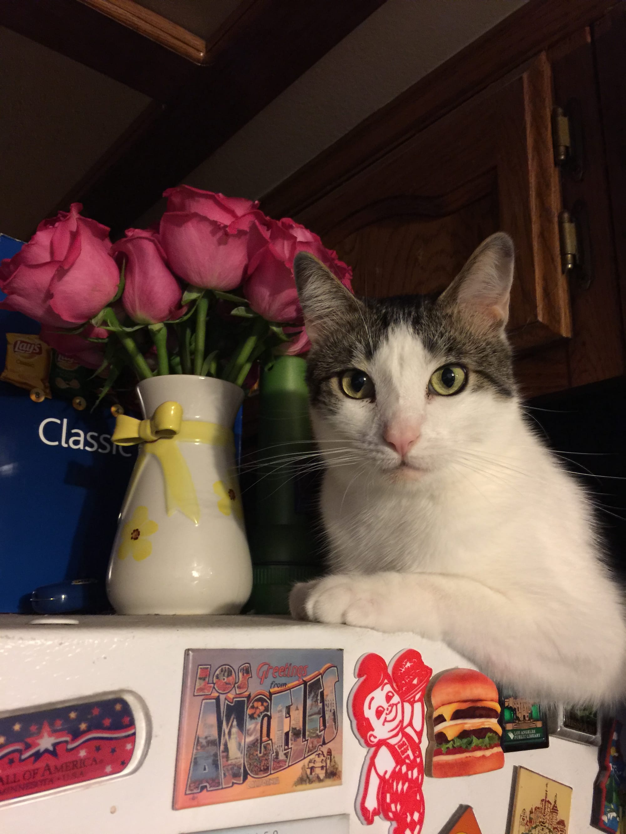 Henry on top of our fridge next to a vase of roses, with his front leg folded so proper it looks like he posed for the photo
