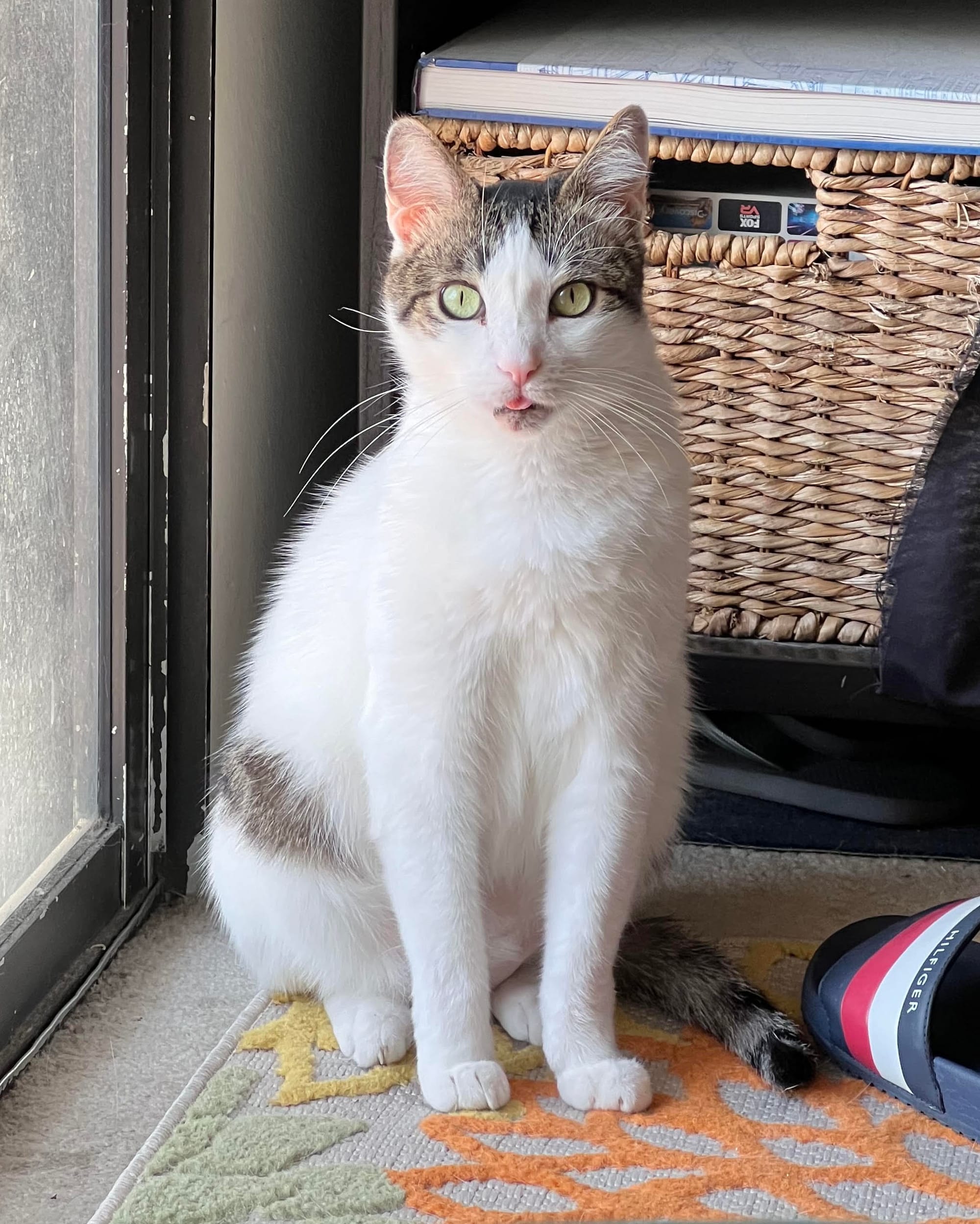 Henry sitting by our balcony door with a small blep