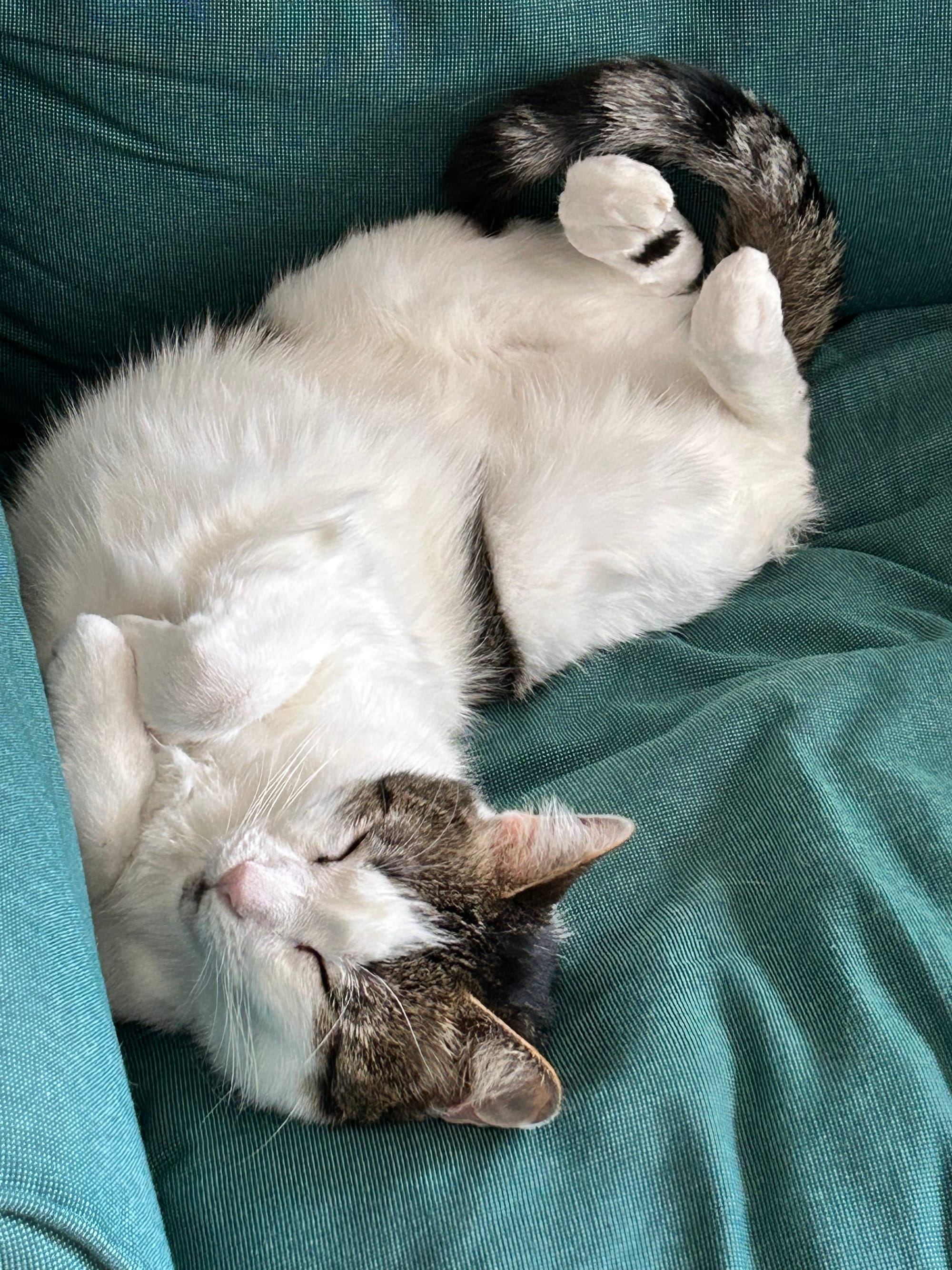 Dirtbag Henry sleeping on his back, bent at 90 degrees in the middle to fit perfectly into the corner of a sofa, with his feet in the air with curled toes
