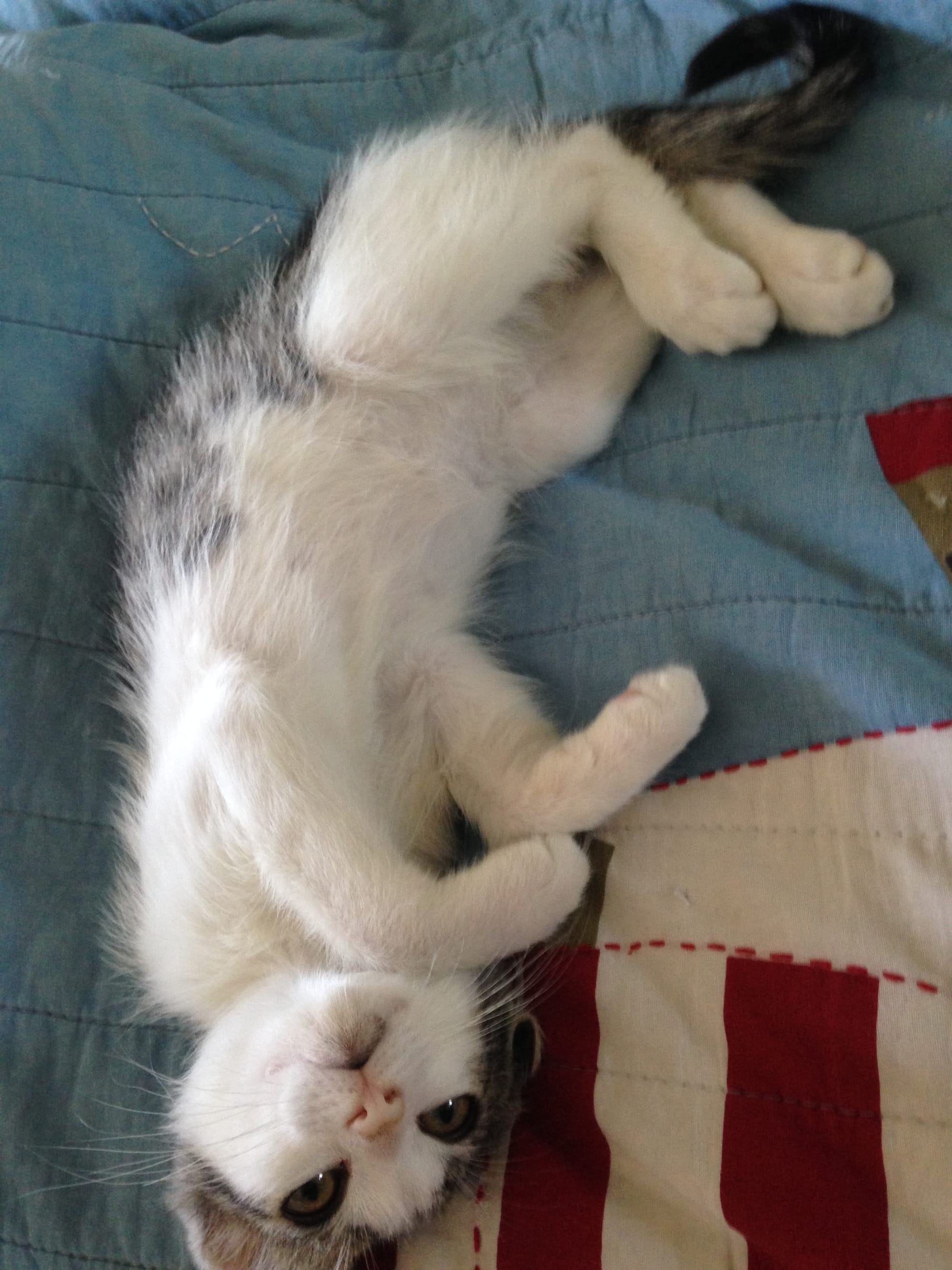 Kitten Dirtbag Henry on his back on a bed, sleepily looking up at the camera