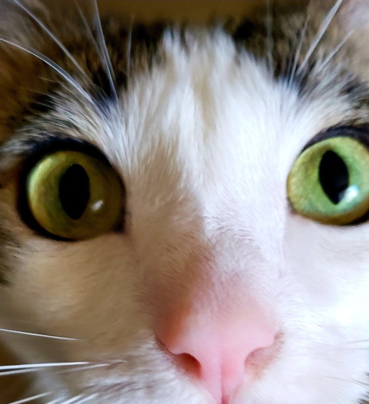 Closeup of Dirtbag Henry’s nose and eyes as he came very close to investigate the phone camera