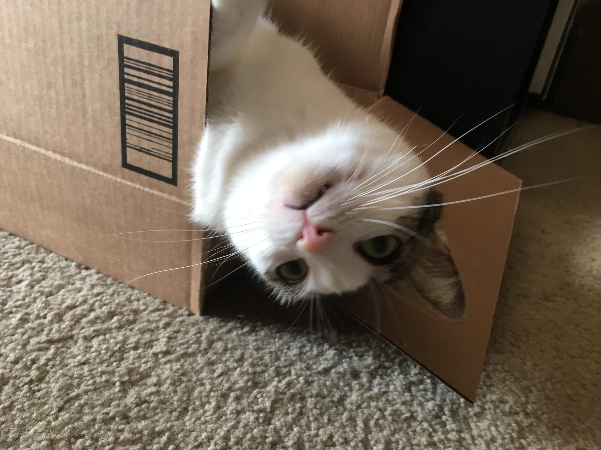 Henry leaning his upside-down head out from inside a box