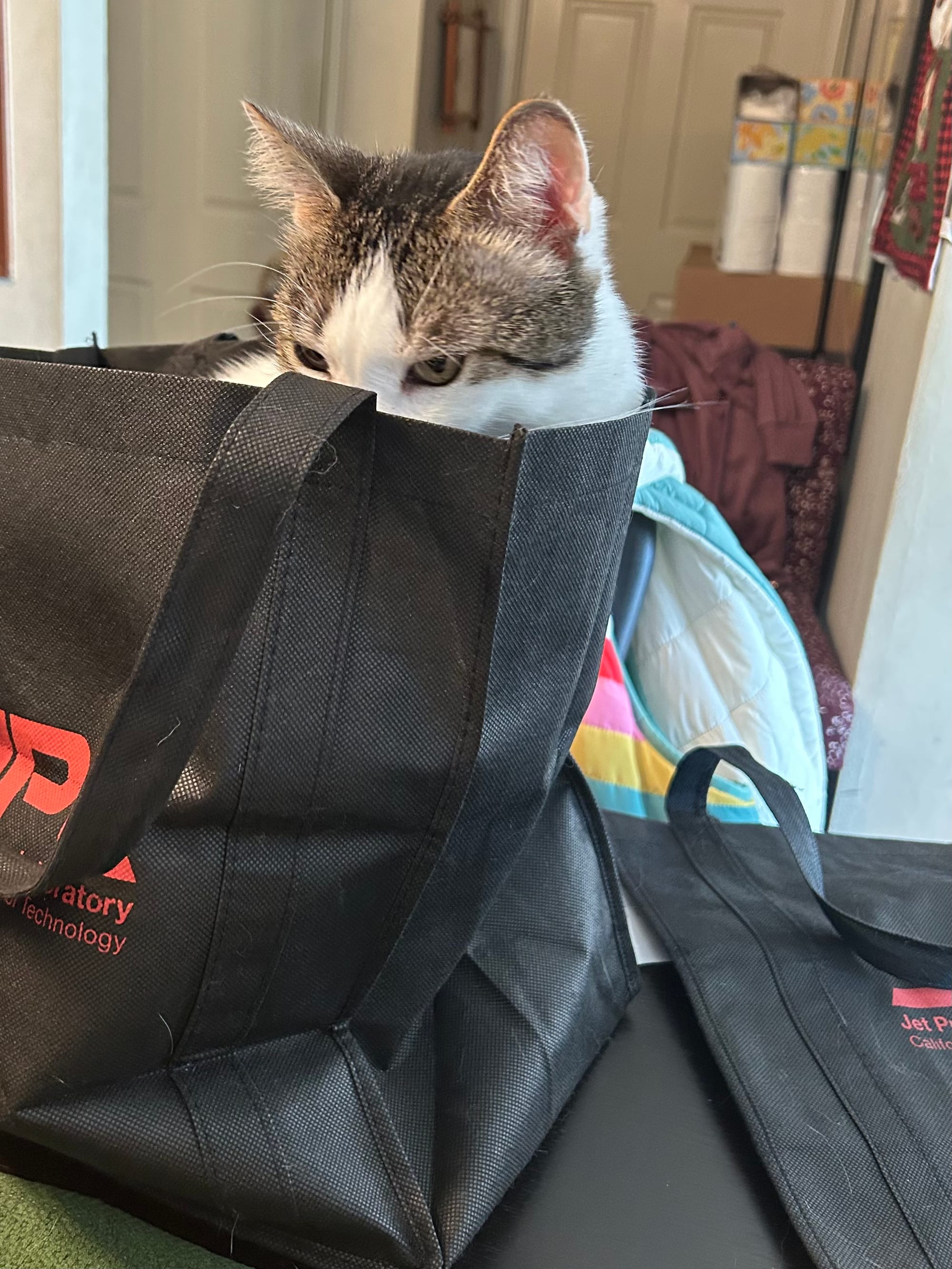 Dirtbag Henry inside of a reusable shopping bag