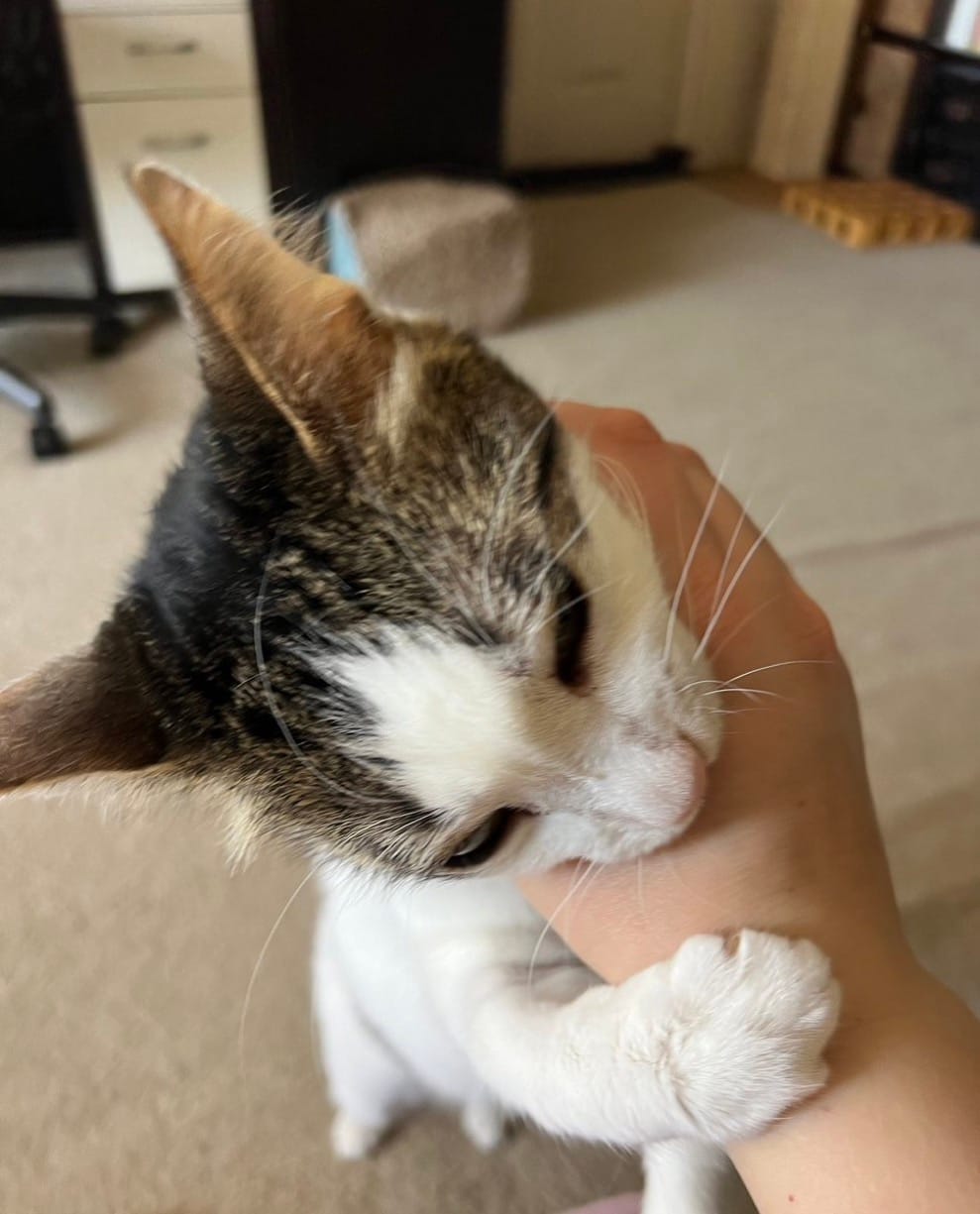 Dirtbag Henry chews on Susan’s hand due to perceived slights