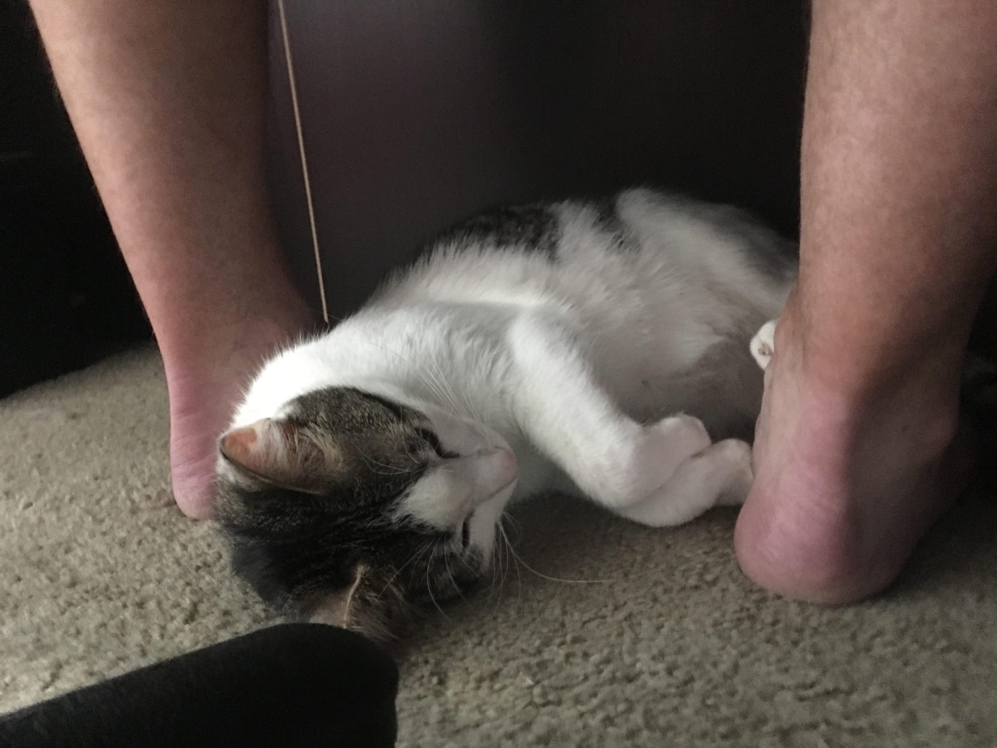 Dirtbag Henry sleeping between Tilly’s feet