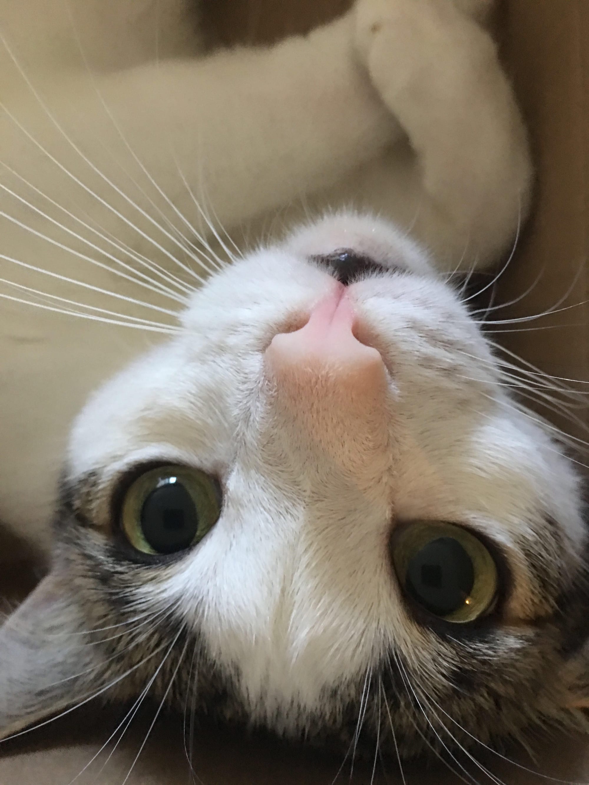 Dirtbag Henry laying on his back, looking into the camera upside-down with big eyes