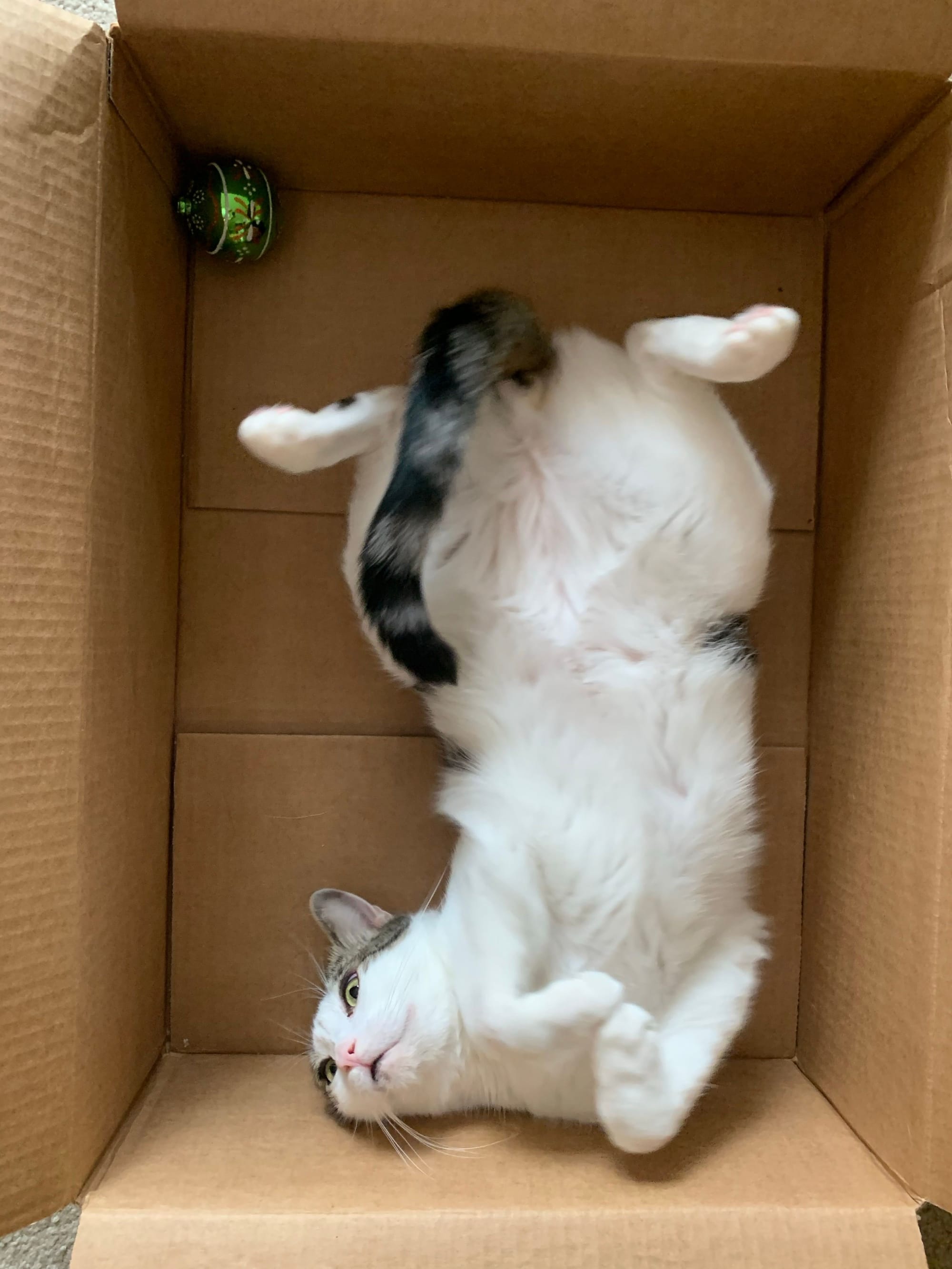 Dirtbag Henry lying on his back with his legs wide open, inside a box with one lone Christmas ornament, with a vacant stare