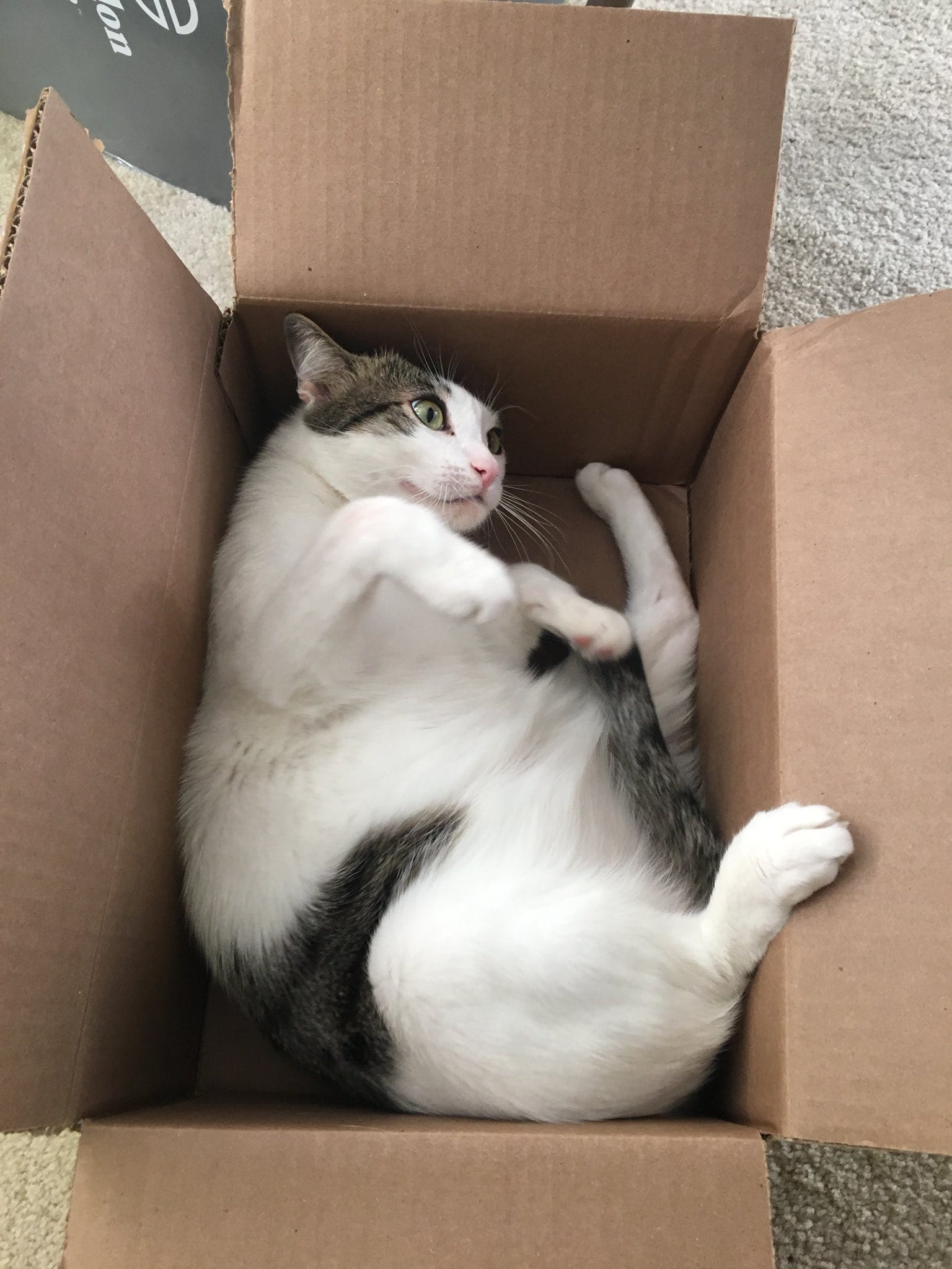 Chonky Dirtbag Henry on his side in a box he’s stuffed himself into despite not quite fitting, looking confused as to how he ended up in this situation