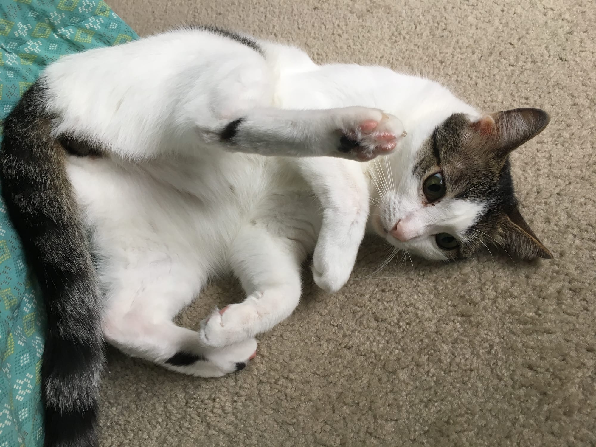 Dirtbag Henry on his side with his top hind leg up in the air for some reason