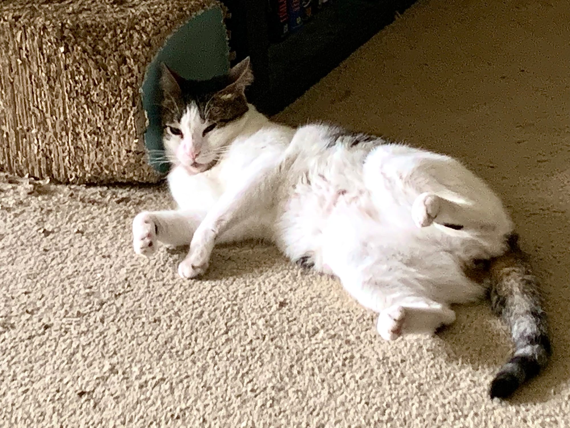 Dirtbag Henry lying on his side with his head uncomfortably smashed up against a box for some reason