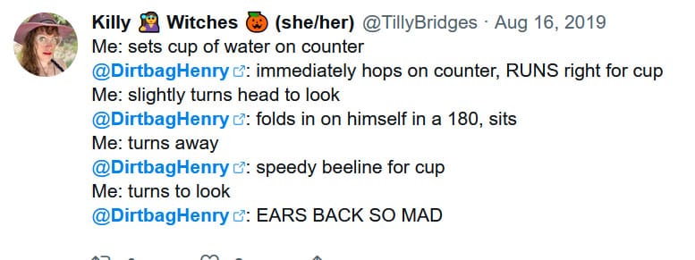 Social media post tilly made on Aug 16 2019: Me: sets cup of water on counter Dirtbag Henry: immediately hops on counter, RUNS right for cup Me: Slightly turns head to look DH: folds in on himself in a 180, sits Me: turns away DH: speedy beeline for cup Me: turns to look DH: EARS BACK SO MAD